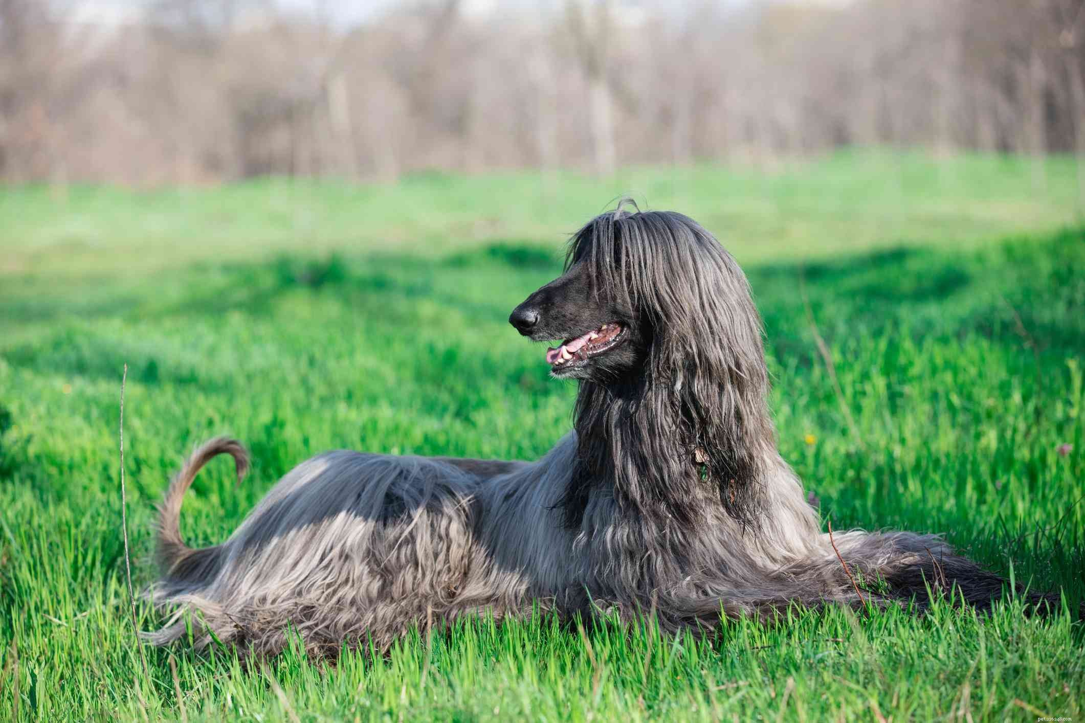 26 Hypoallergenic Dog Breeds: The Ultimate Guide for Allergy-Friendly Living