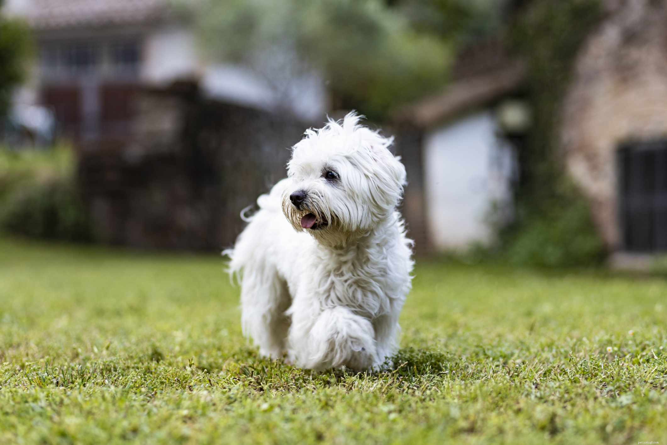 26 Hypoallergenic Dog Breeds: The Ultimate Guide for Allergy-Friendly Living