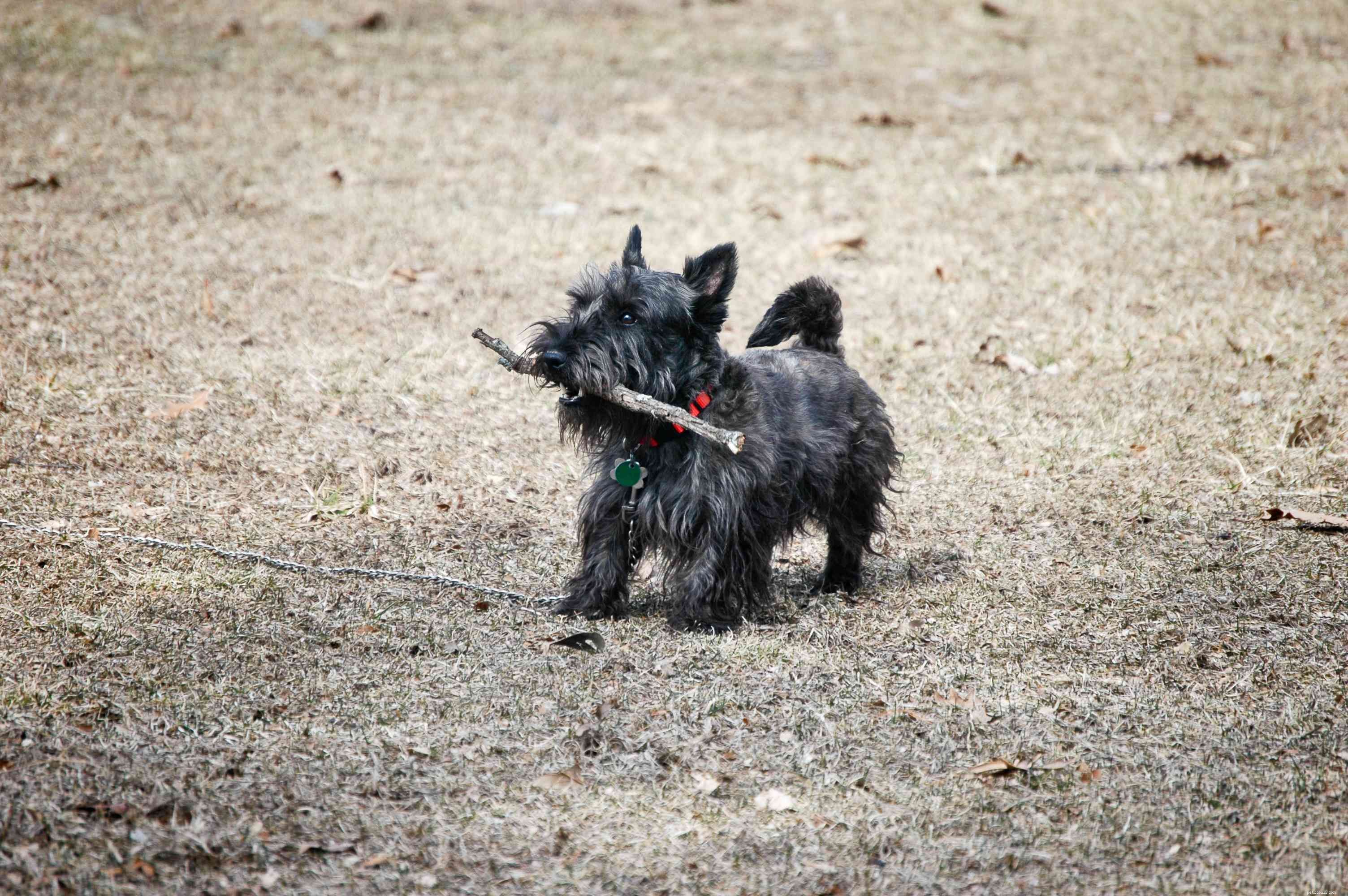 26 Hypoallergenic Dog Breeds: The Ultimate Guide for Allergy-Friendly Living