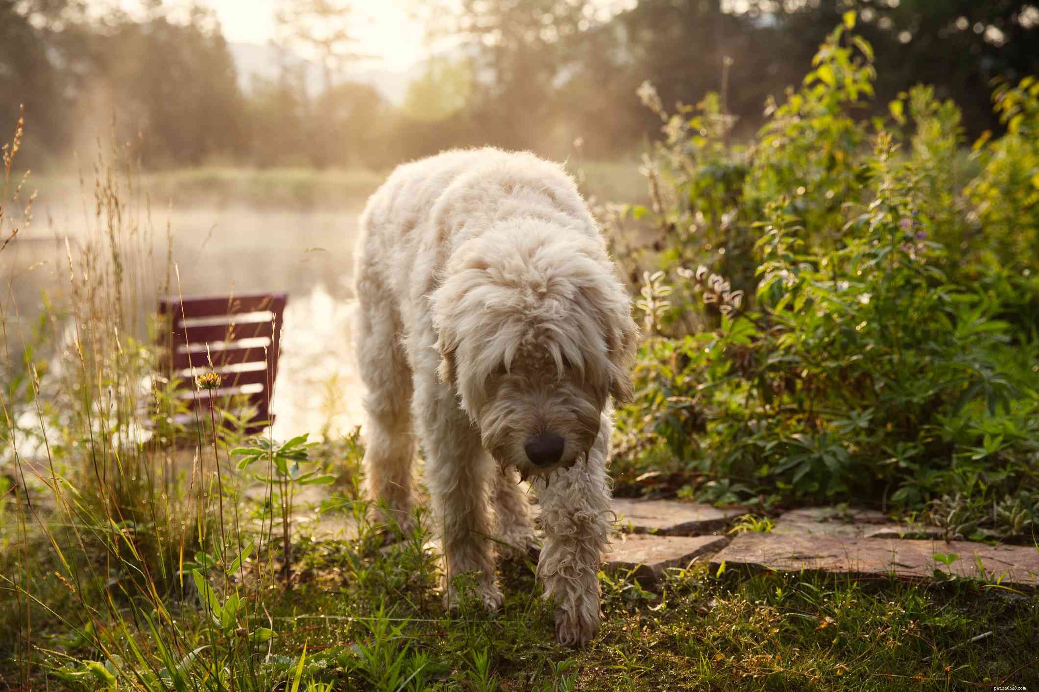 26 Hypoallergenic Dog Breeds: The Ultimate Guide for Allergy-Friendly Living