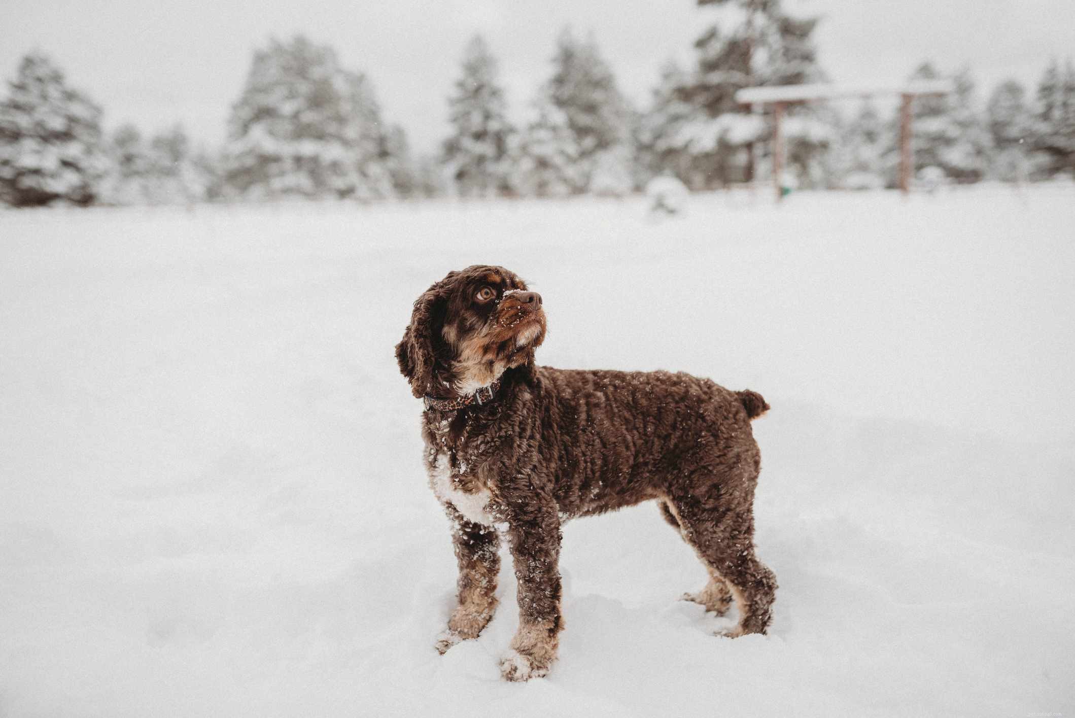 26 Hypoallergenic Dog Breeds: The Ultimate Guide for Allergy-Friendly Living