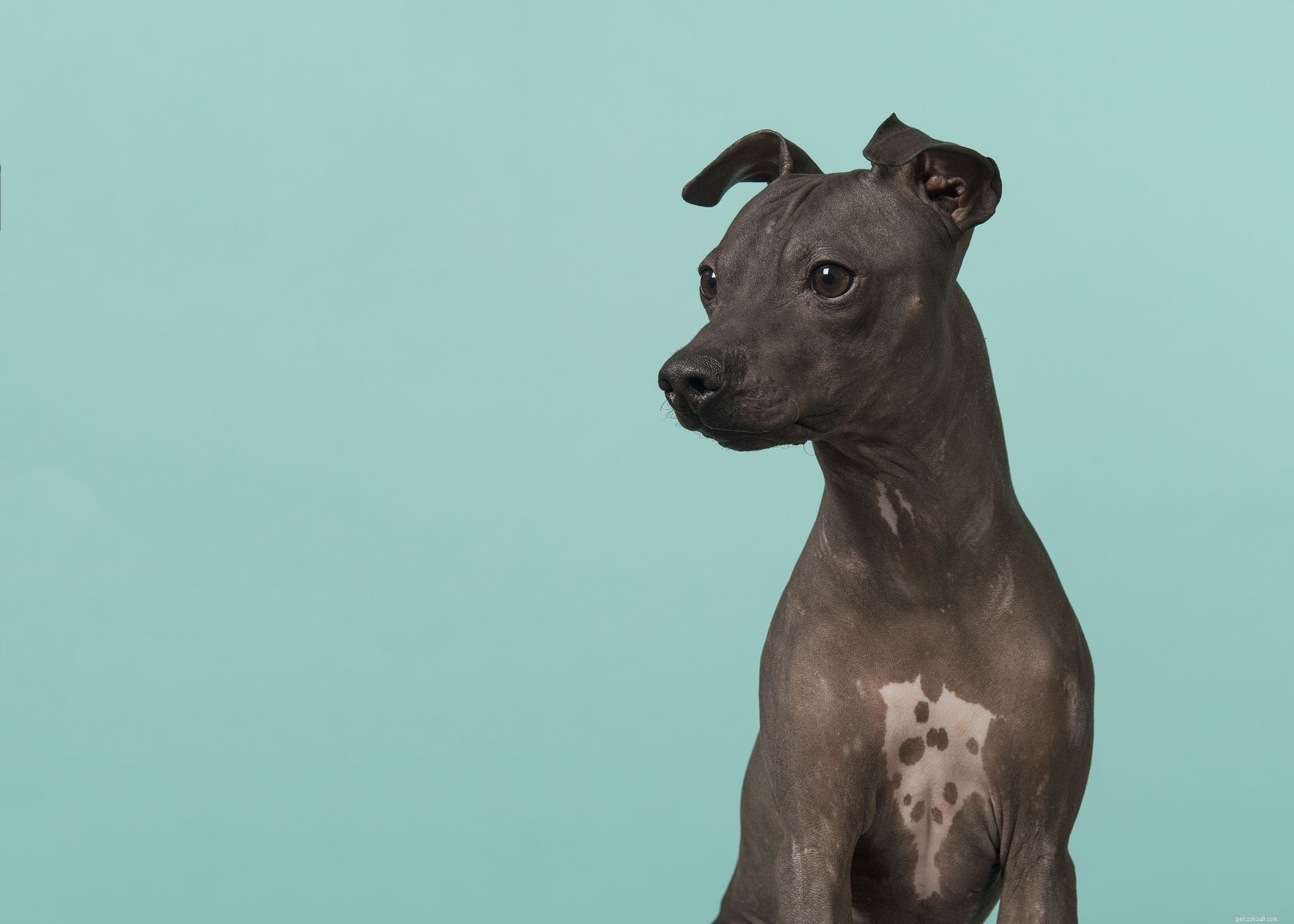 26 Hypoallergenic Dog Breeds: The Ultimate Guide for Allergy-Friendly Living