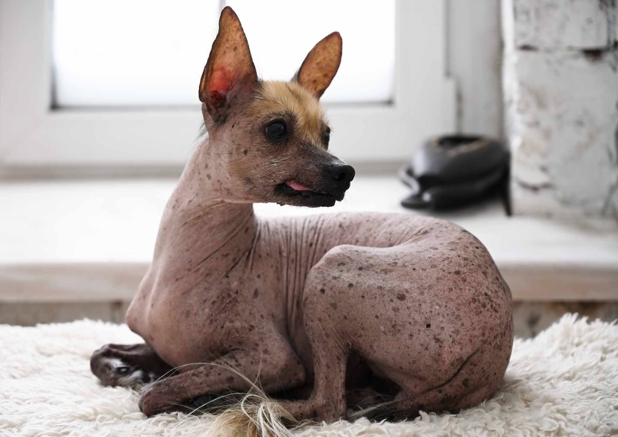 26 Hypoallergenic Dog Breeds: The Ultimate Guide for Allergy-Friendly Living