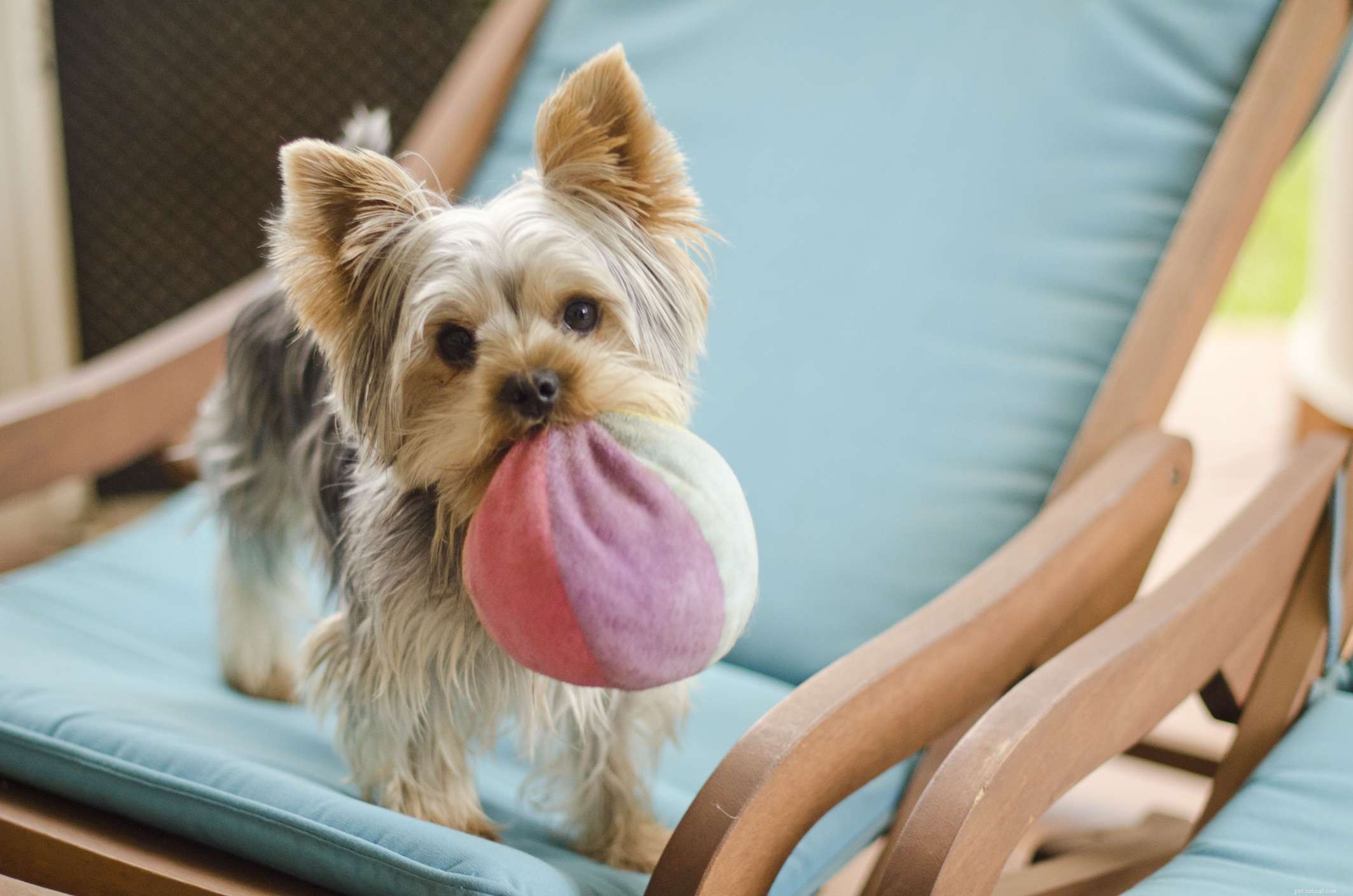 26 Hypoallergenic Dog Breeds: The Ultimate Guide for Allergy-Friendly Living