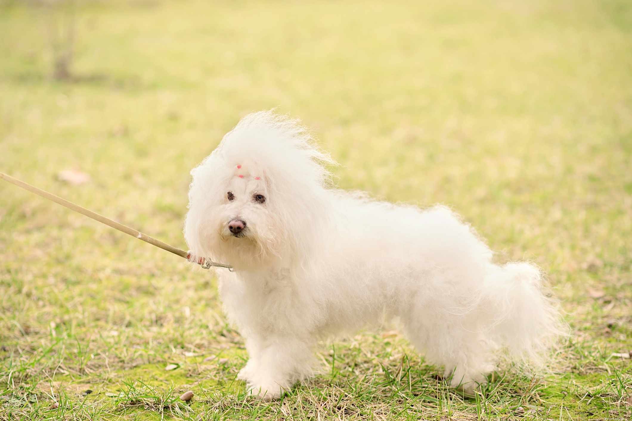 26 Hypoallergenic Dog Breeds: The Ultimate Guide for Allergy-Friendly Living