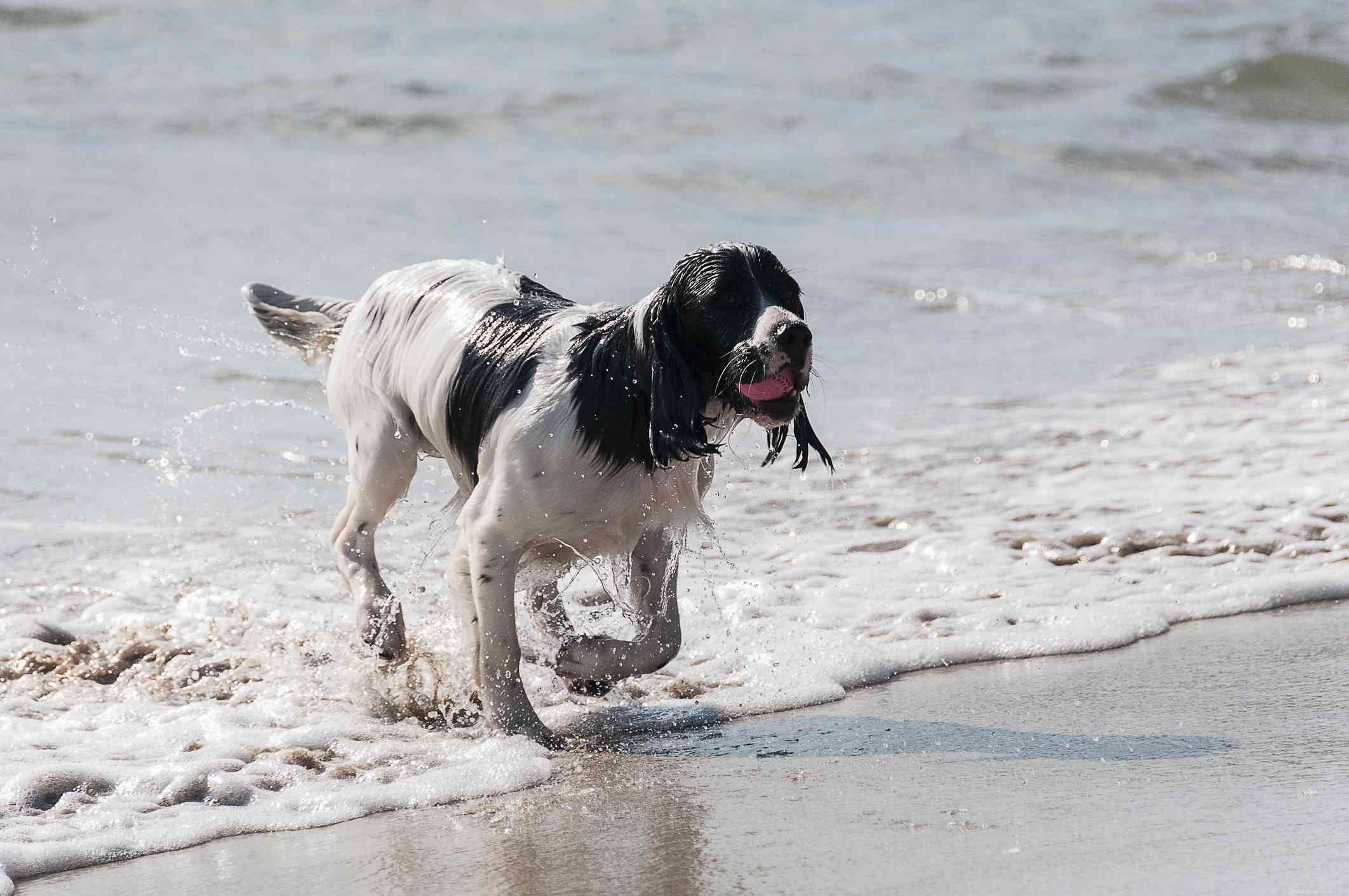 26 Hypoallergenic Dog Breeds: The Ultimate Guide for Allergy-Friendly Living