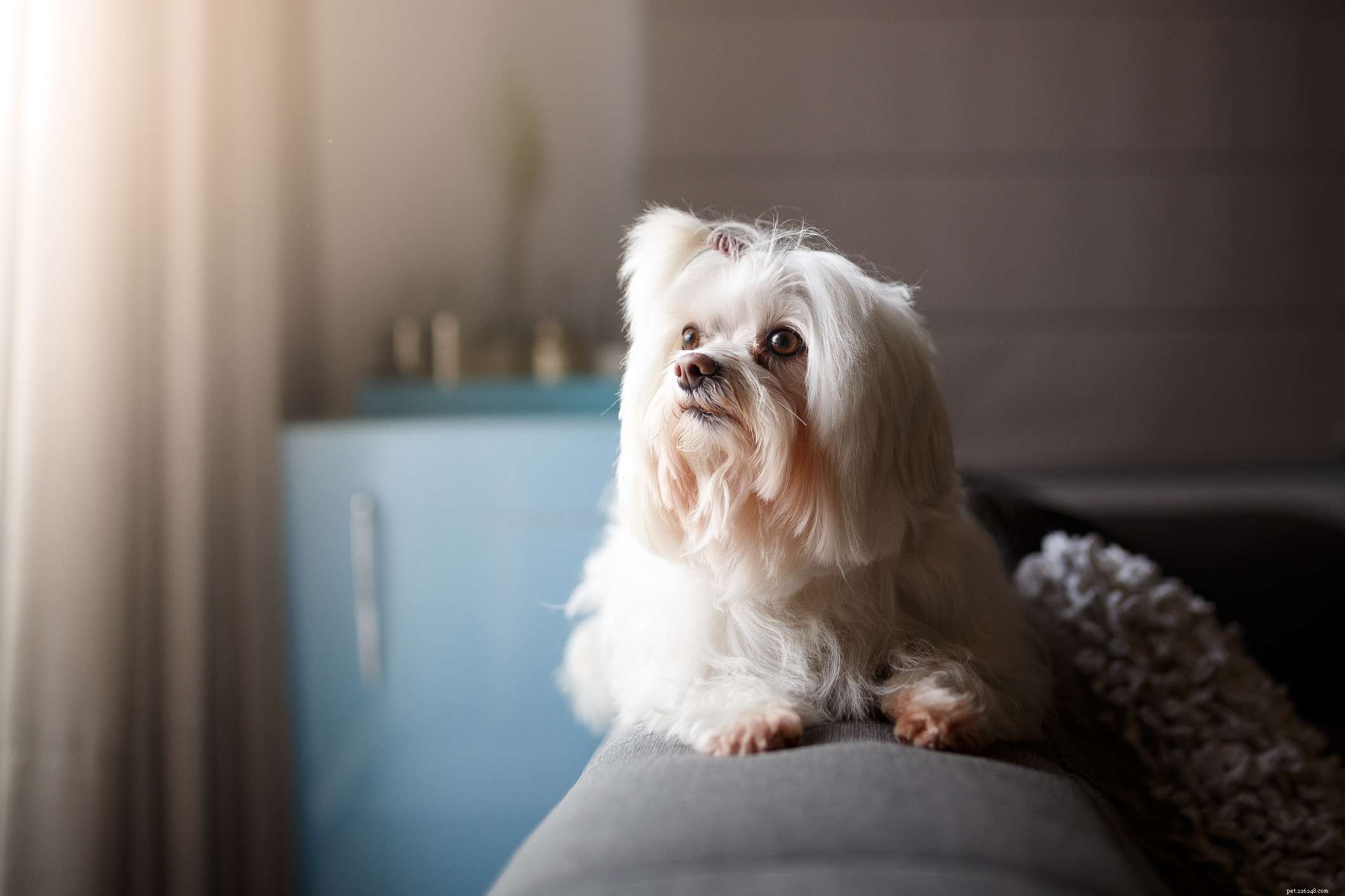 26 Hypoallergenic Dog Breeds: The Ultimate Guide for Allergy-Friendly Living