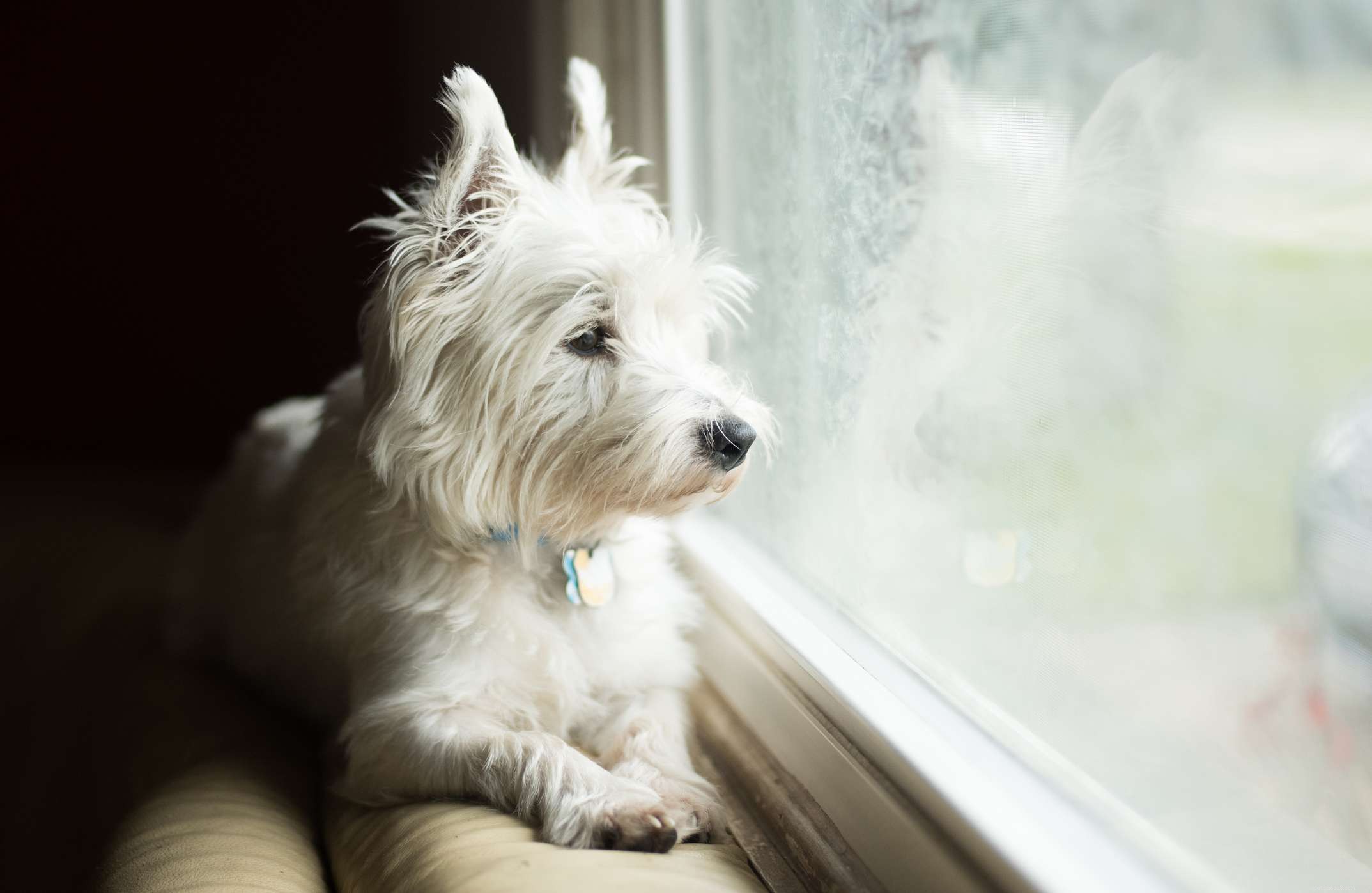 26 Hypoallergenic Dog Breeds: The Ultimate Guide for Allergy-Friendly Living