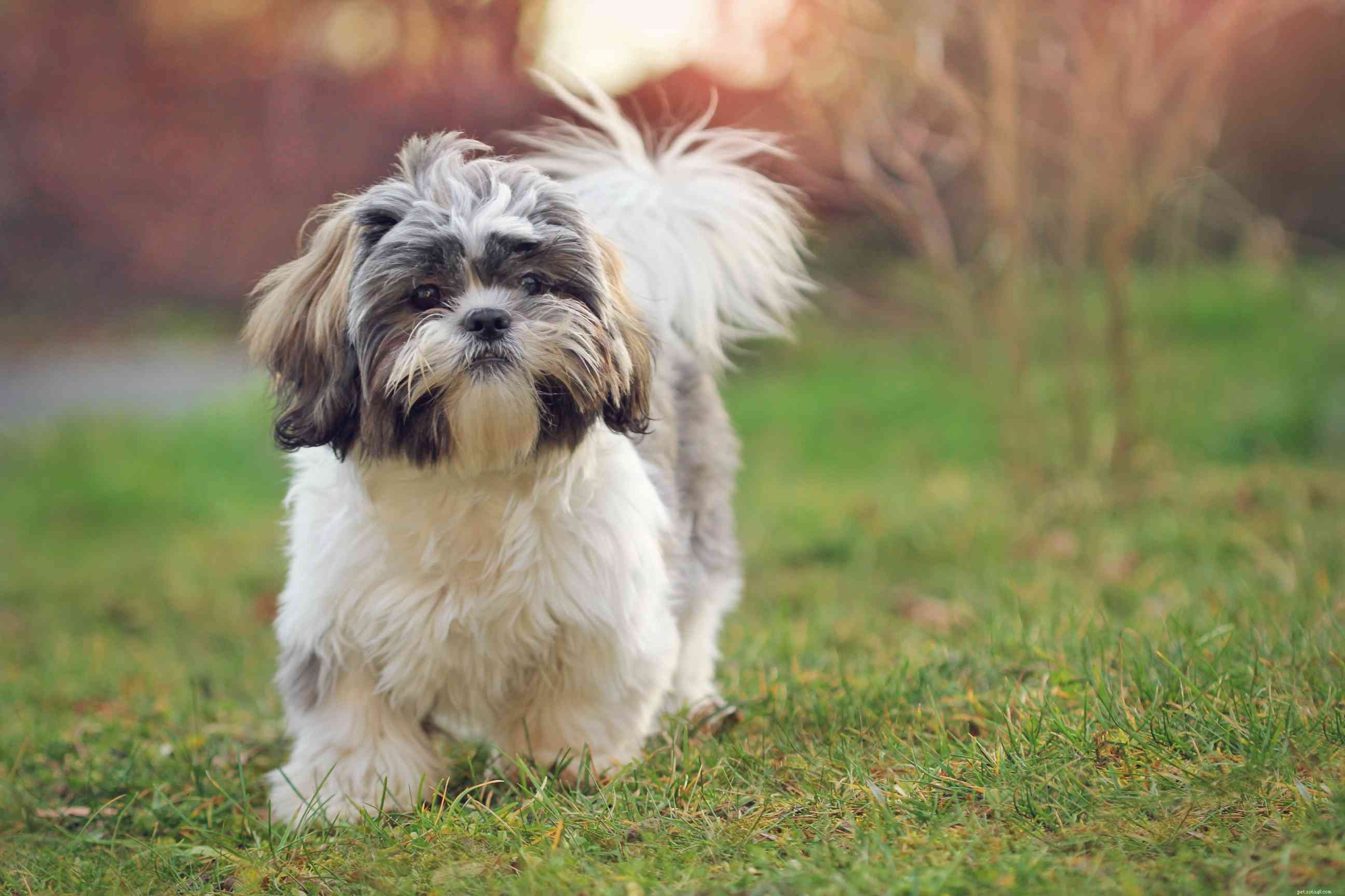 26 Hypoallergenic Dog Breeds: The Ultimate Guide for Allergy-Friendly Living