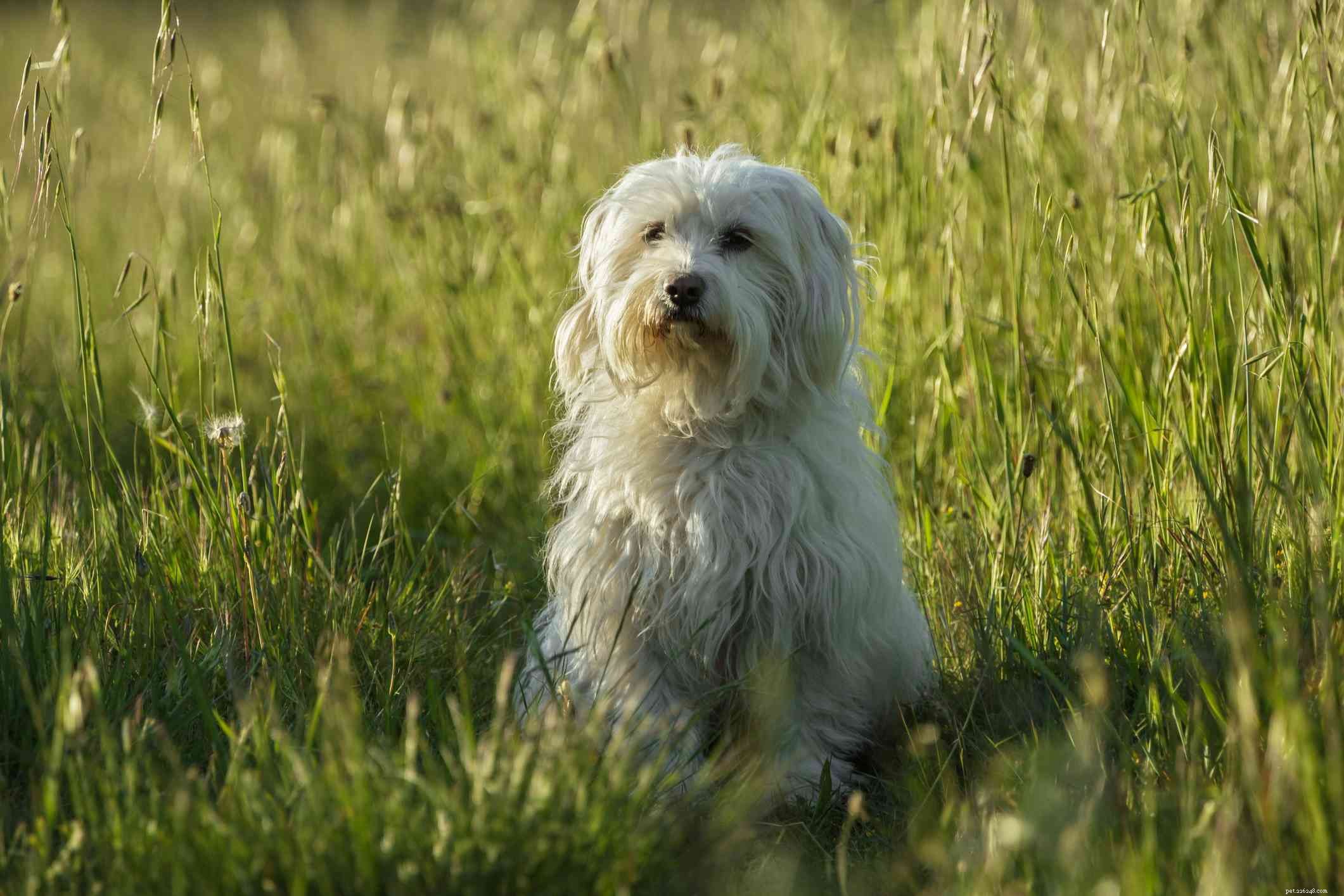 26 Hypoallergenic Dog Breeds: The Ultimate Guide for Allergy-Friendly Living