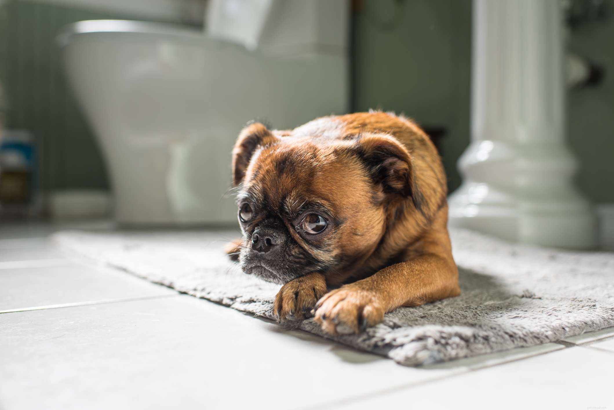 26 Hypoallergenic Dog Breeds: The Ultimate Guide for Allergy-Friendly Living