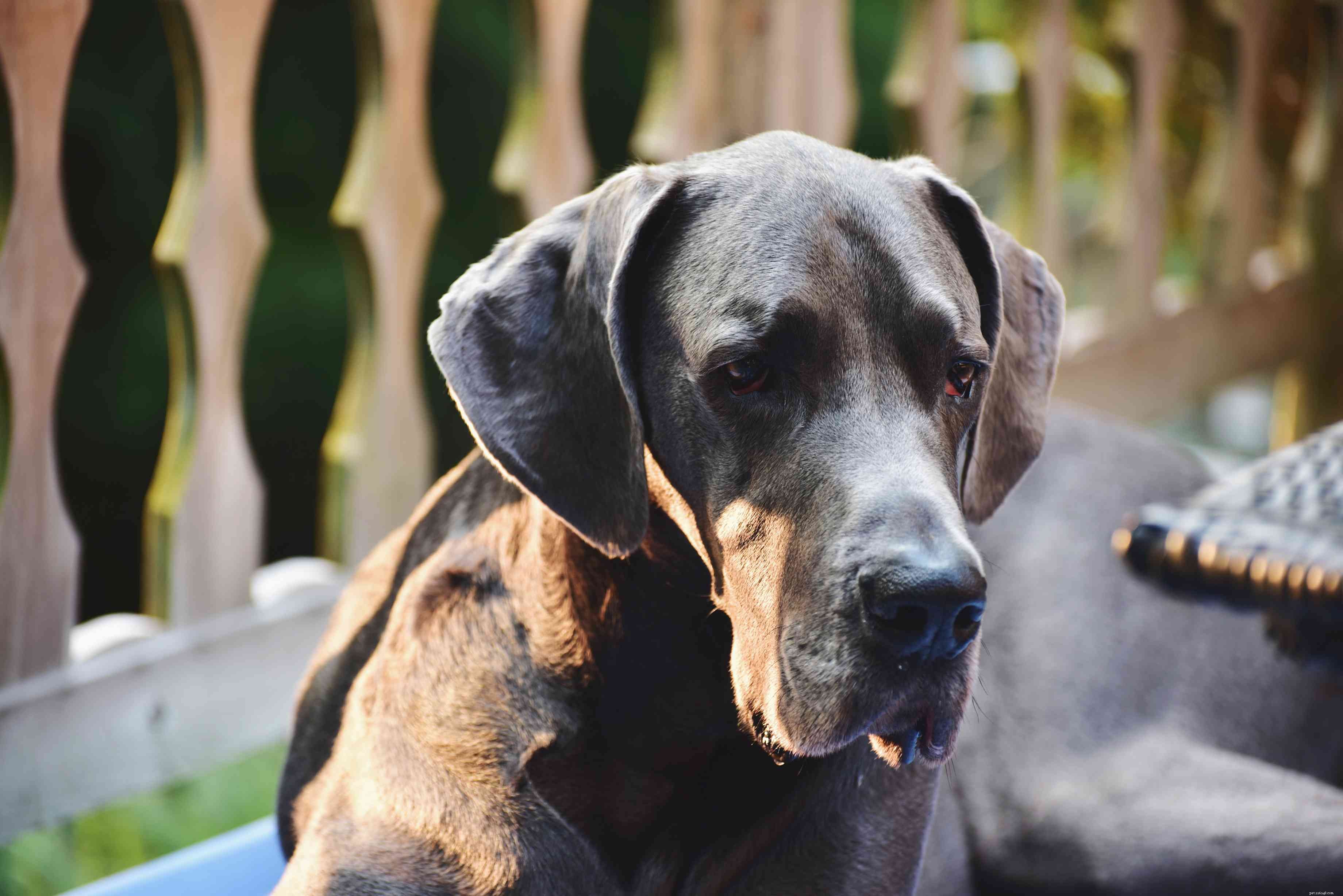 12 Peaceful Dog Breeds for a Serene Home