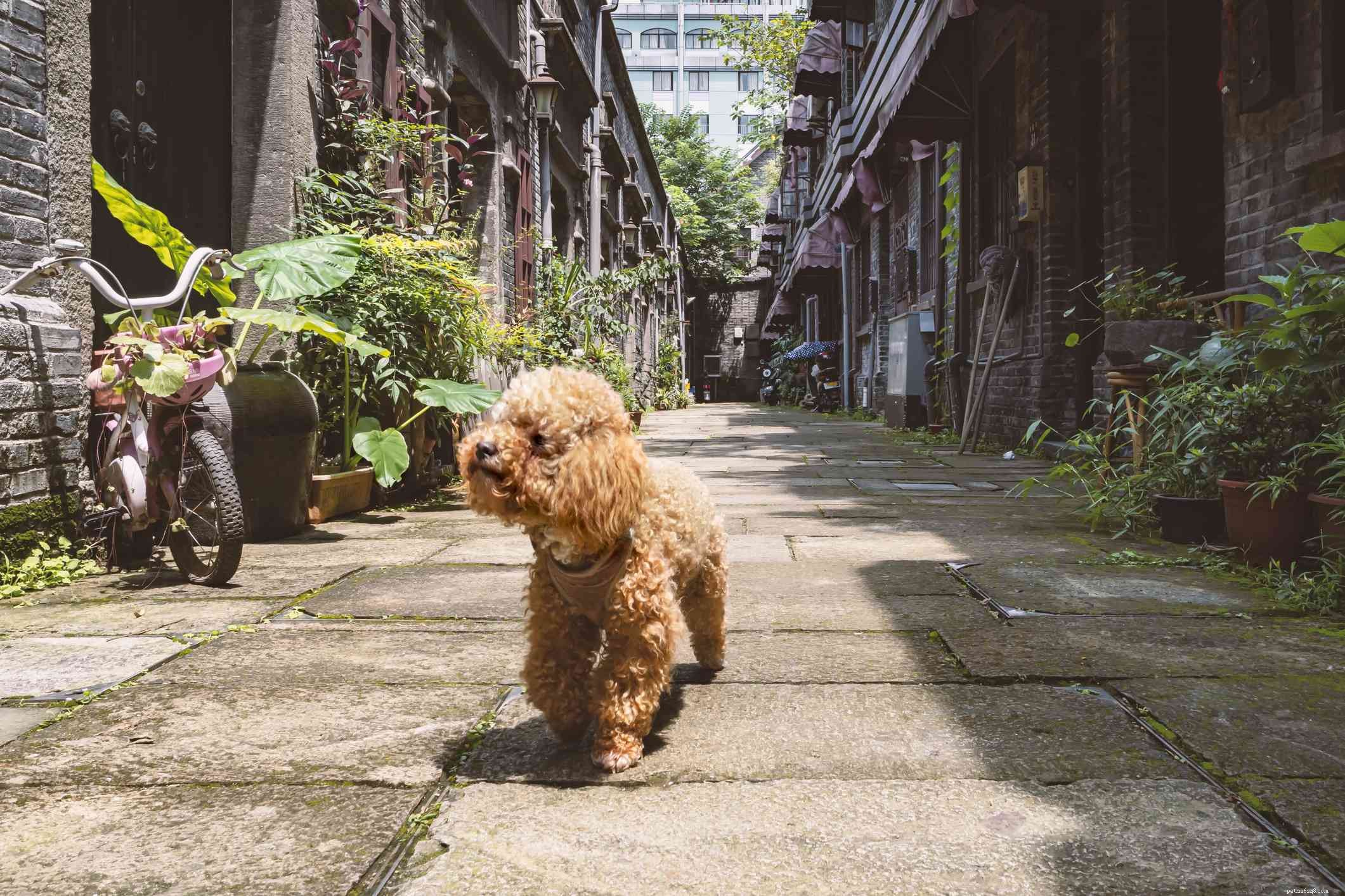26 Hypoallergenic Dog Breeds: The Ultimate Guide for Allergy-Friendly Living