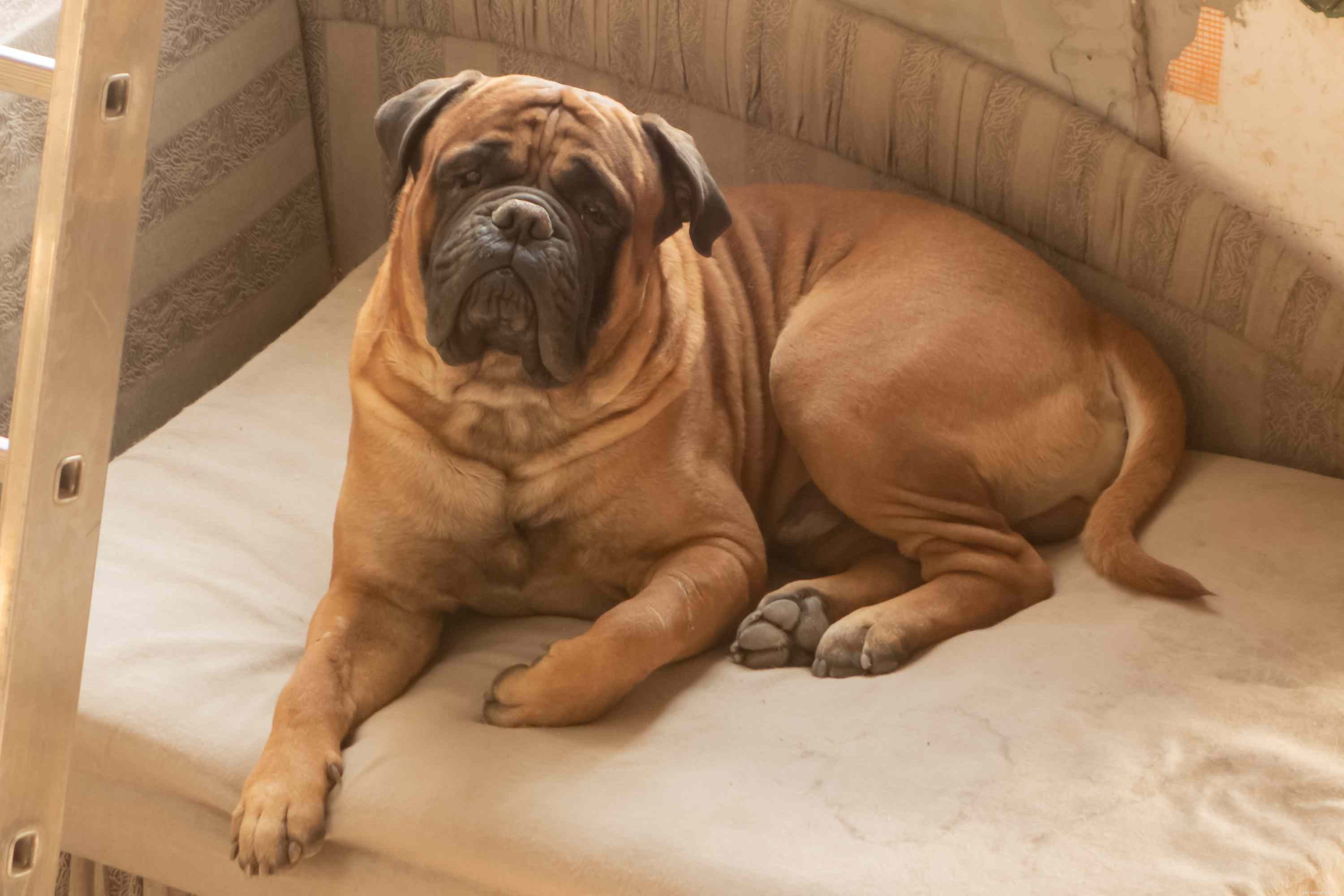12 Peaceful Dog Breeds for a Serene Home