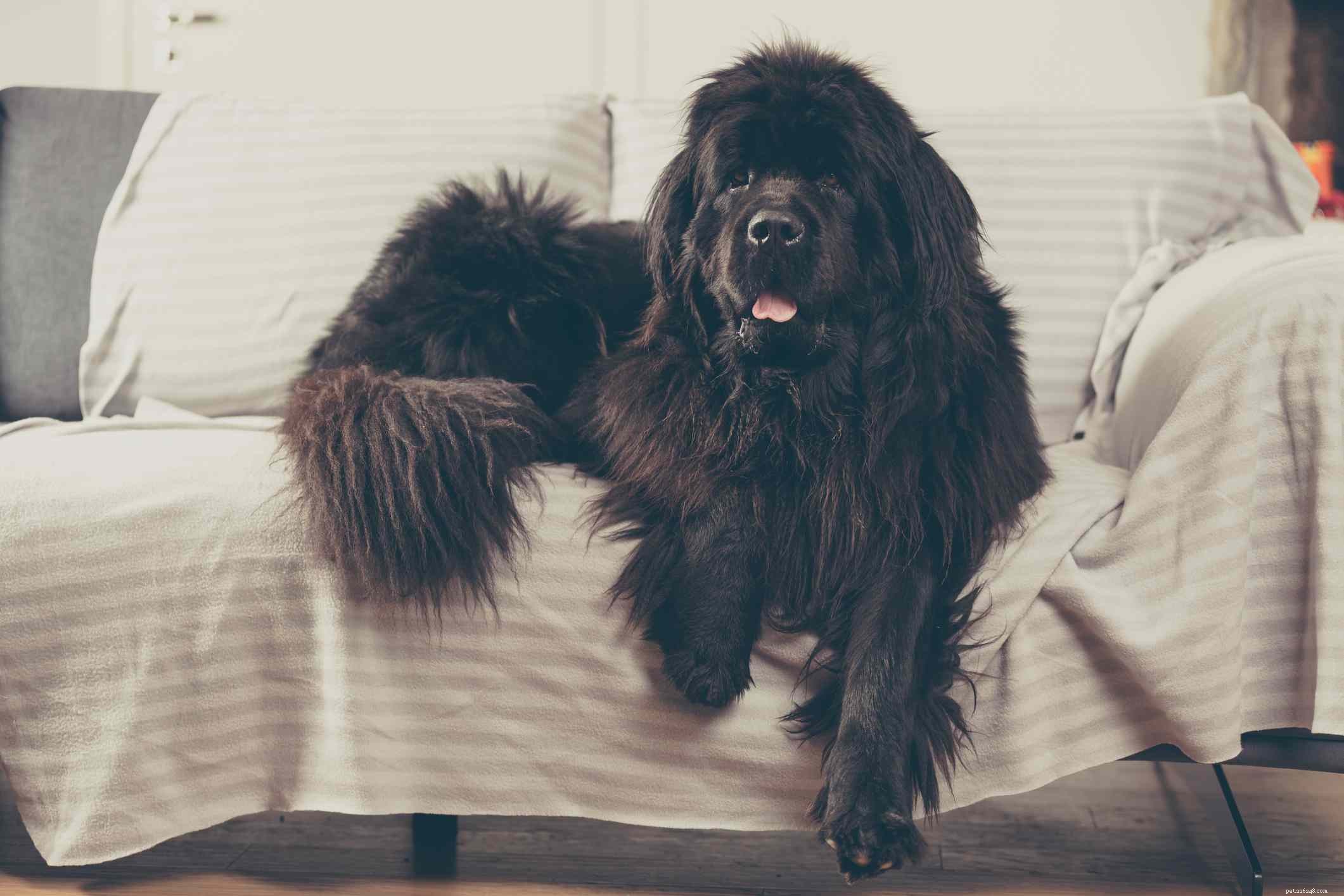 12 Peaceful Dog Breeds for a Serene Home