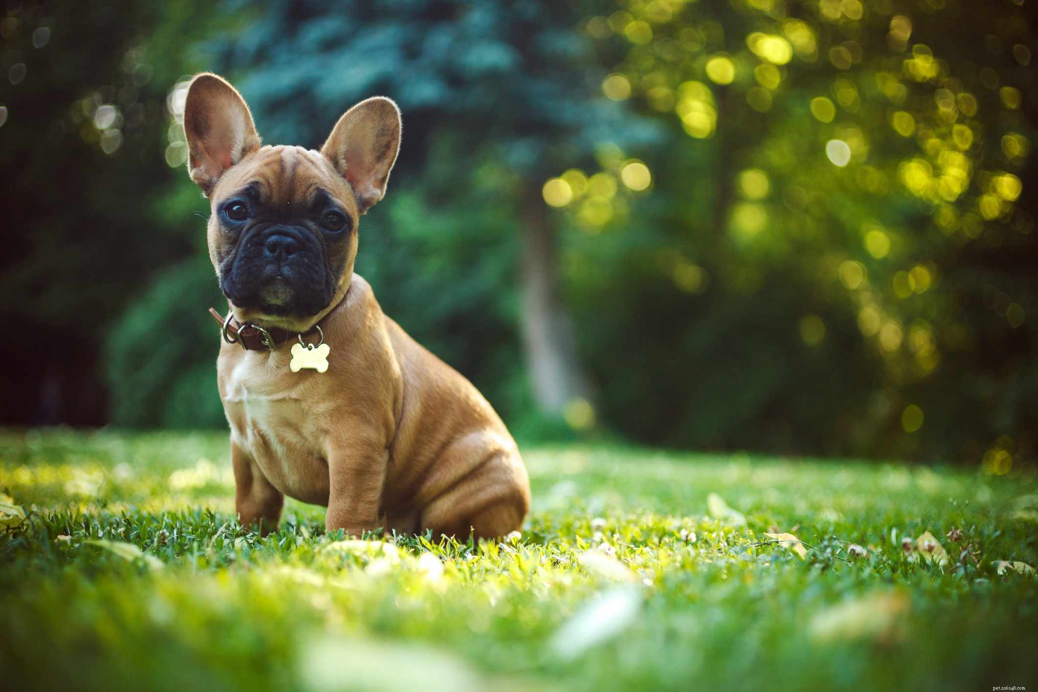 12 Peaceful Dog Breeds for a Serene Home