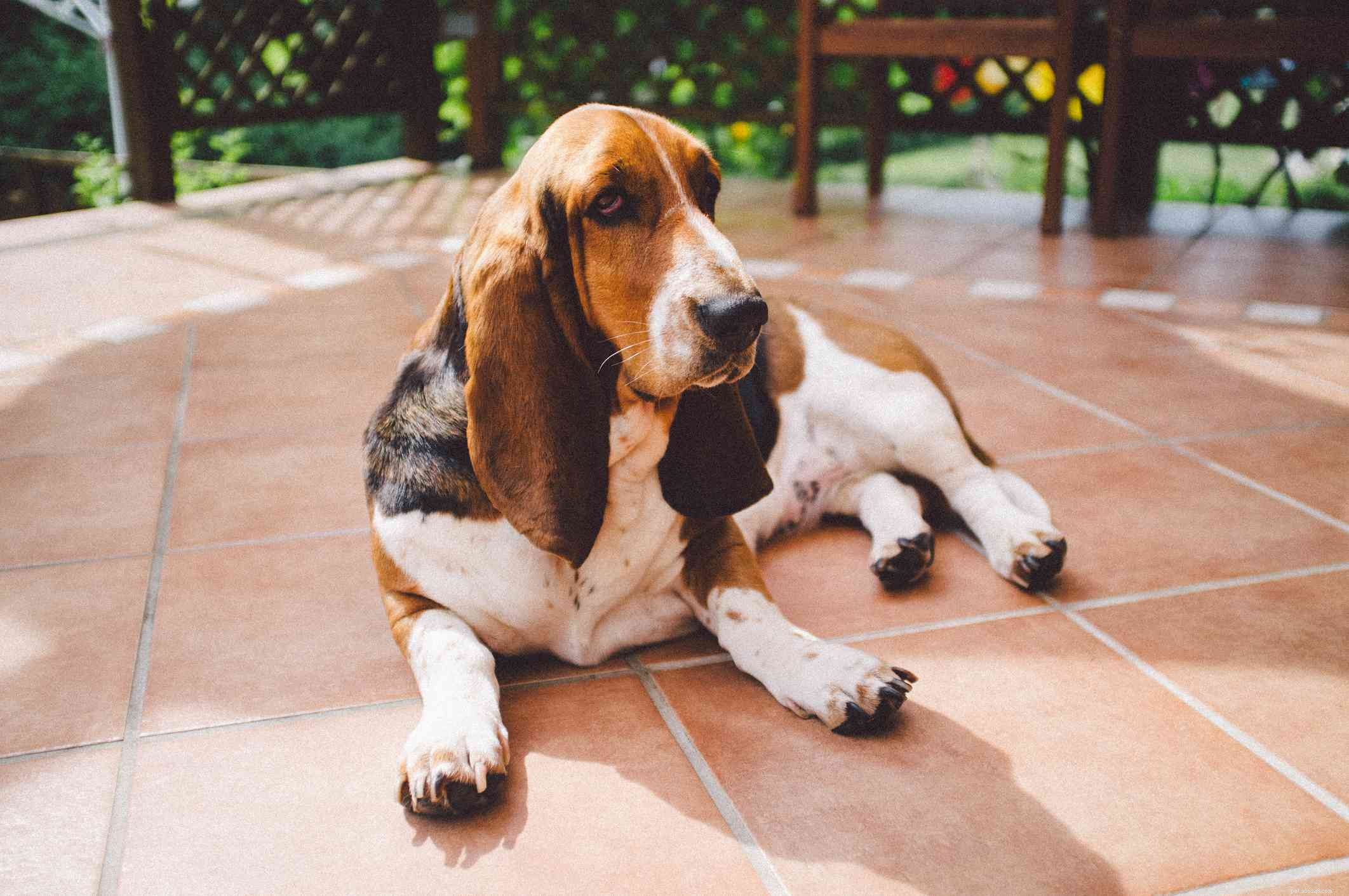 12 Peaceful Dog Breeds for a Serene Home