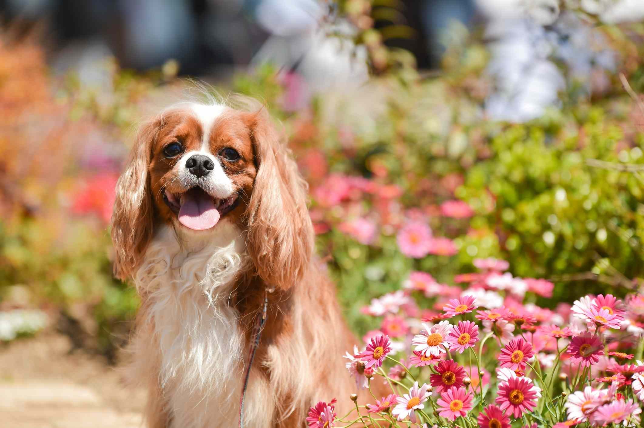 12 Peaceful Dog Breeds for a Serene Home