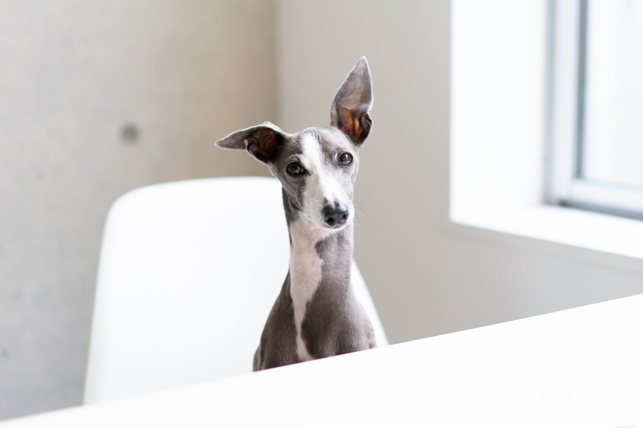 12 Peaceful Dog Breeds for a Serene Home