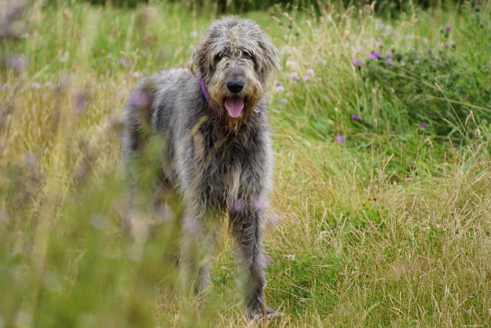 12 Peaceful Dog Breeds for a Serene Home