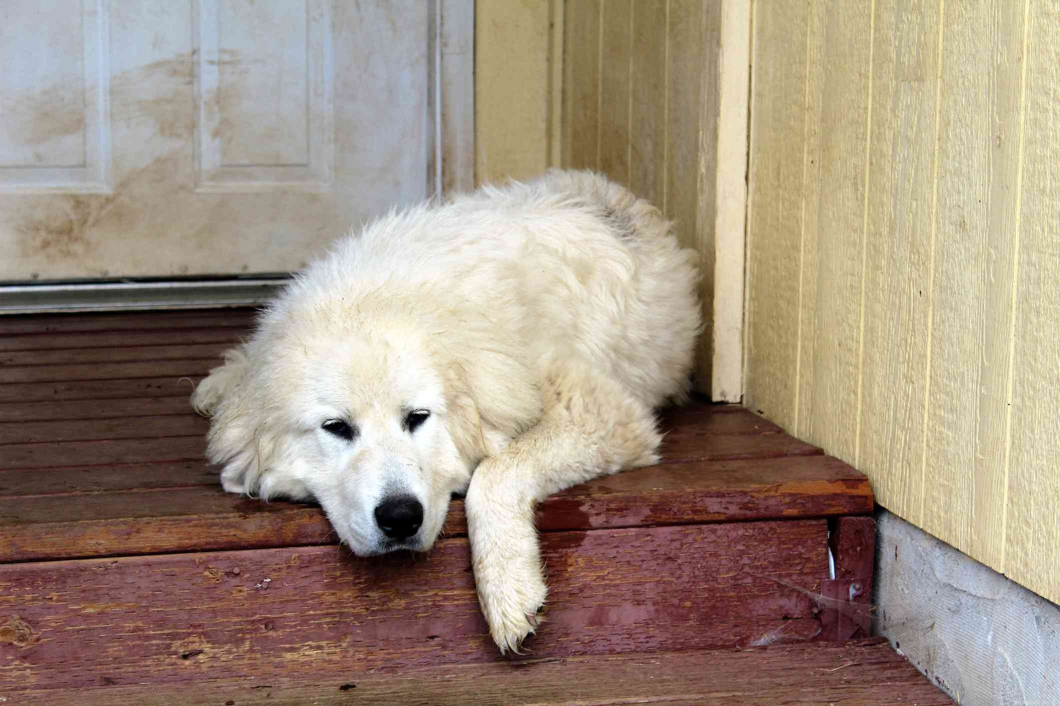 12 Peaceful Dog Breeds for a Serene Home