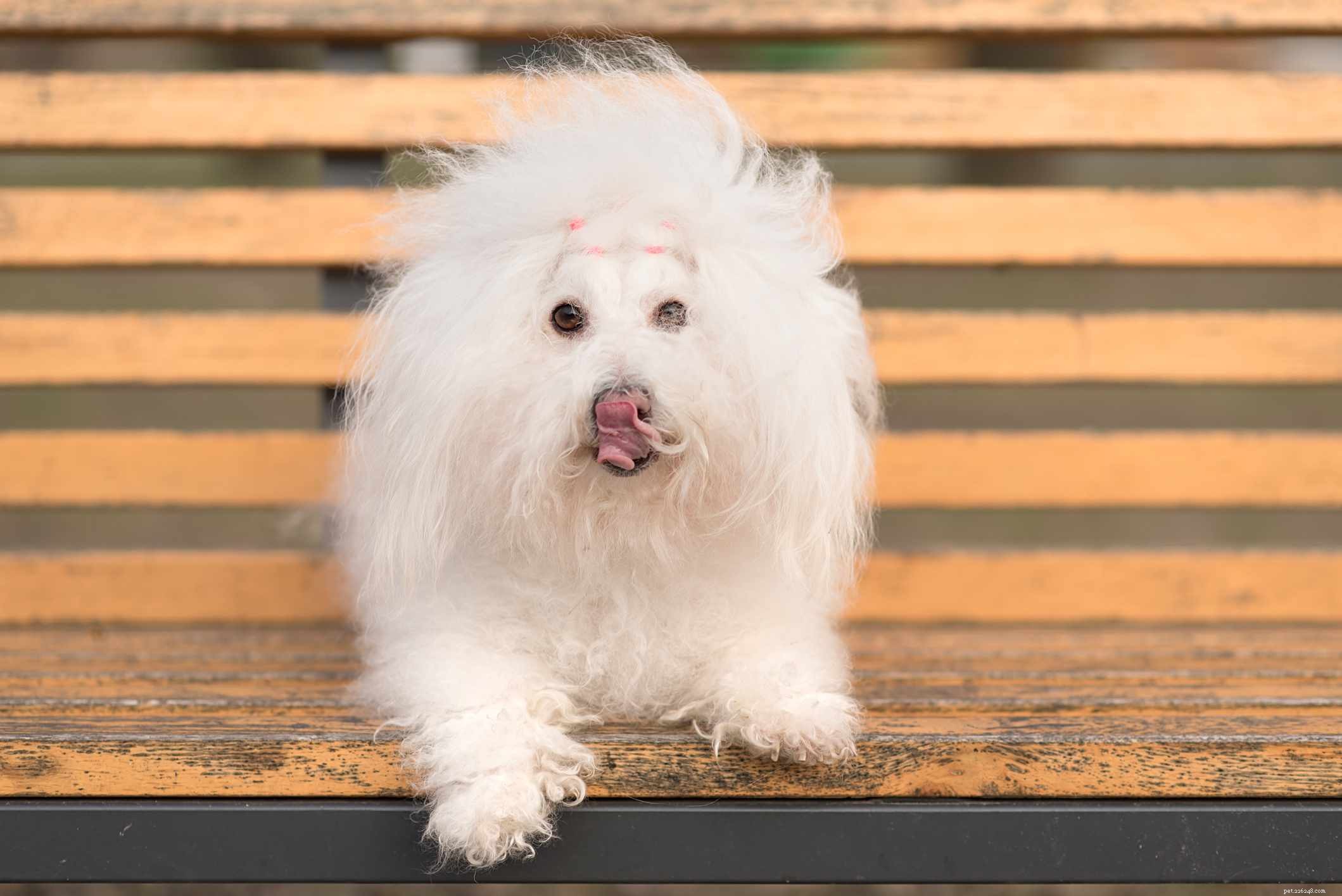 12 Peaceful Dog Breeds for a Serene Home