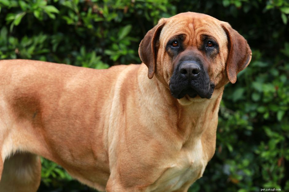 Tosa Inu: Classic Japanese Mastiff – Traits, Care & Adoption Guide