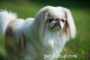 Tosa Inu: Classic Japanese Mastiff – Traits, Care & Adoption Guide