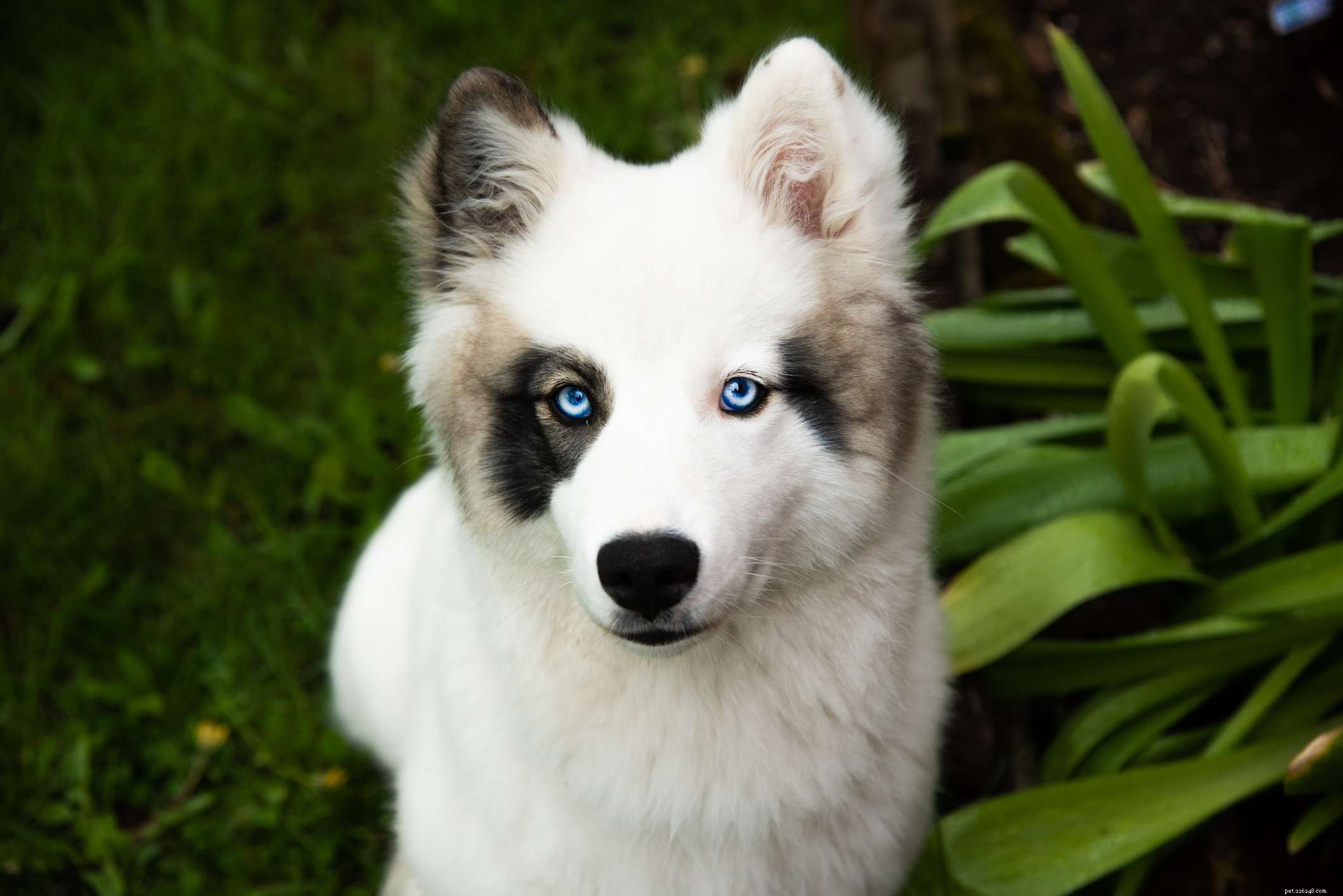 Yakutian Laika: The Rare, Versatile Spitz Dog of Russia