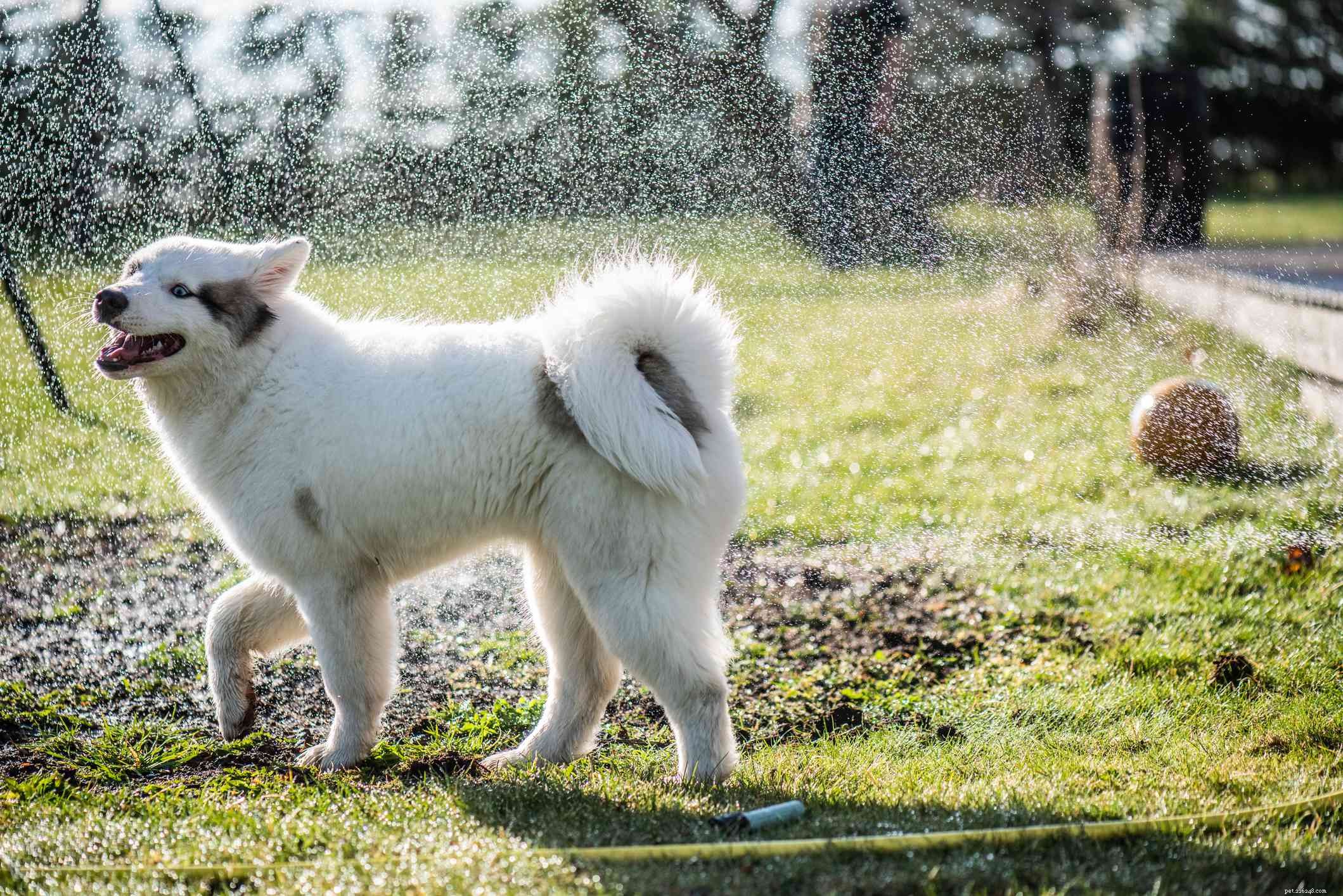 Yakutian Laika: The Rare, Versatile Spitz Dog of Russia