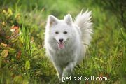 Shikoku Dog Breed: Characteristics, Care, and Training Guide