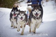 Yakutian Laika: The Rare, Versatile Spitz Dog of Russia