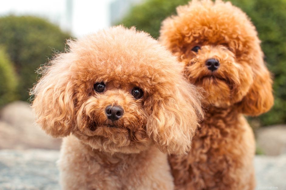 Top 11 Small Hypoallergenic Dog Breeds for Allergy‑Friendly Homes
