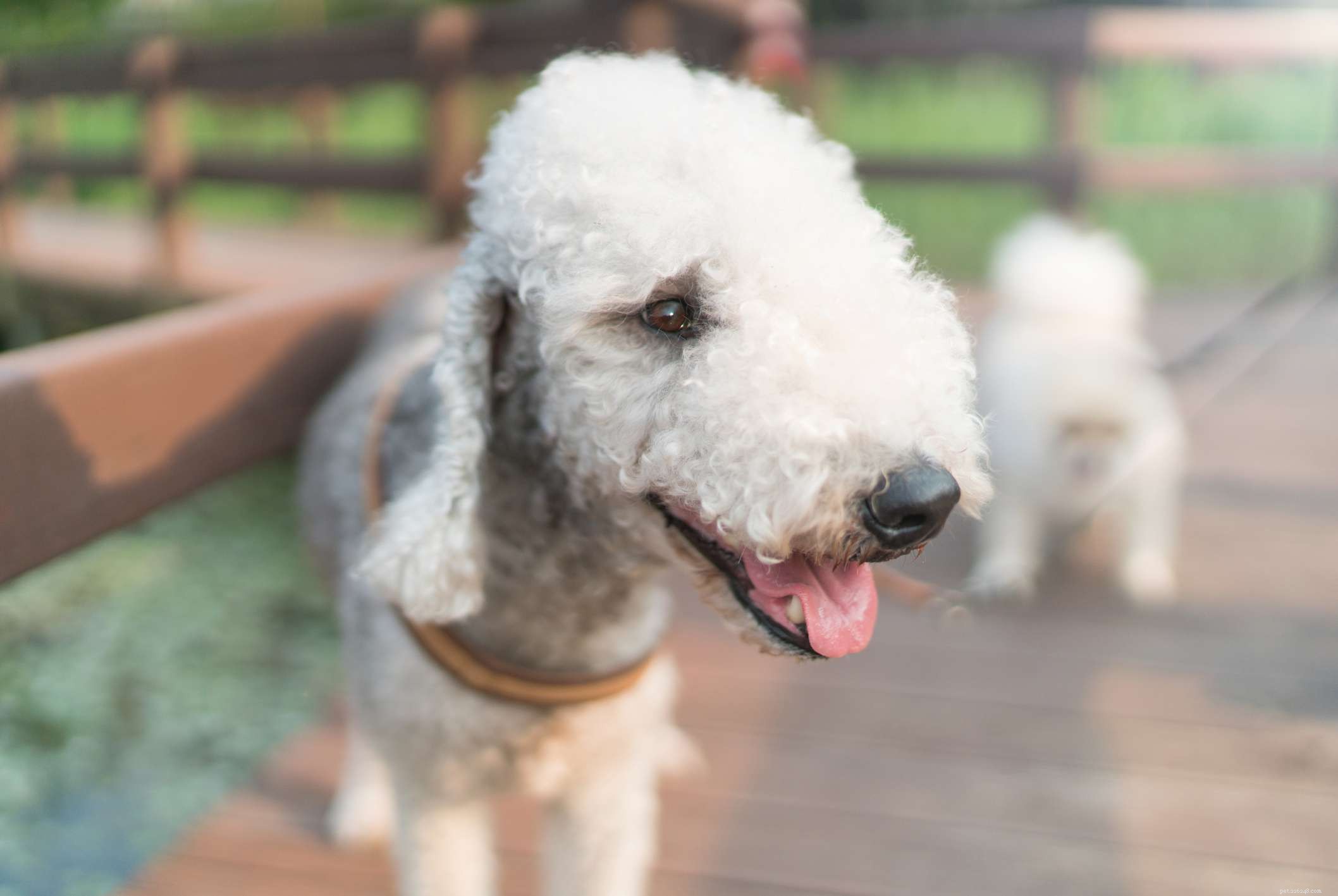 Top 11 Small Hypoallergenic Dog Breeds for Allergy‑Friendly Homes