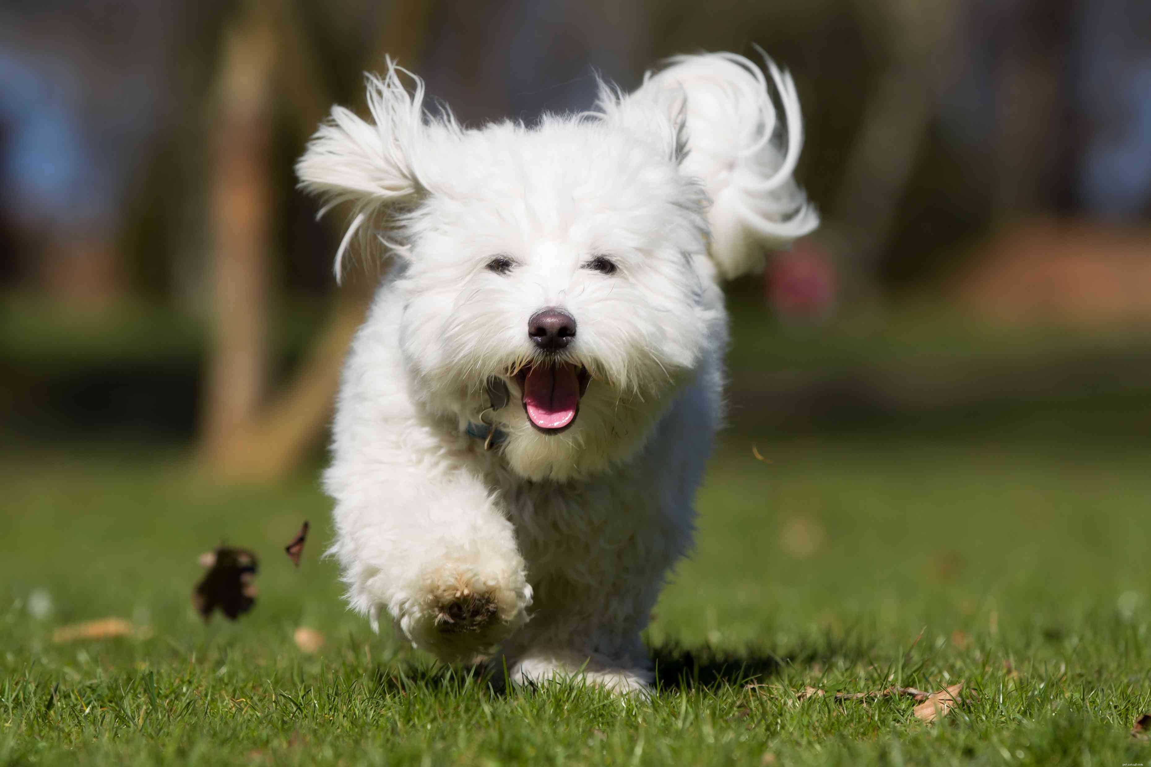 Top 11 Small Hypoallergenic Dog Breeds for Allergy‑Friendly Homes