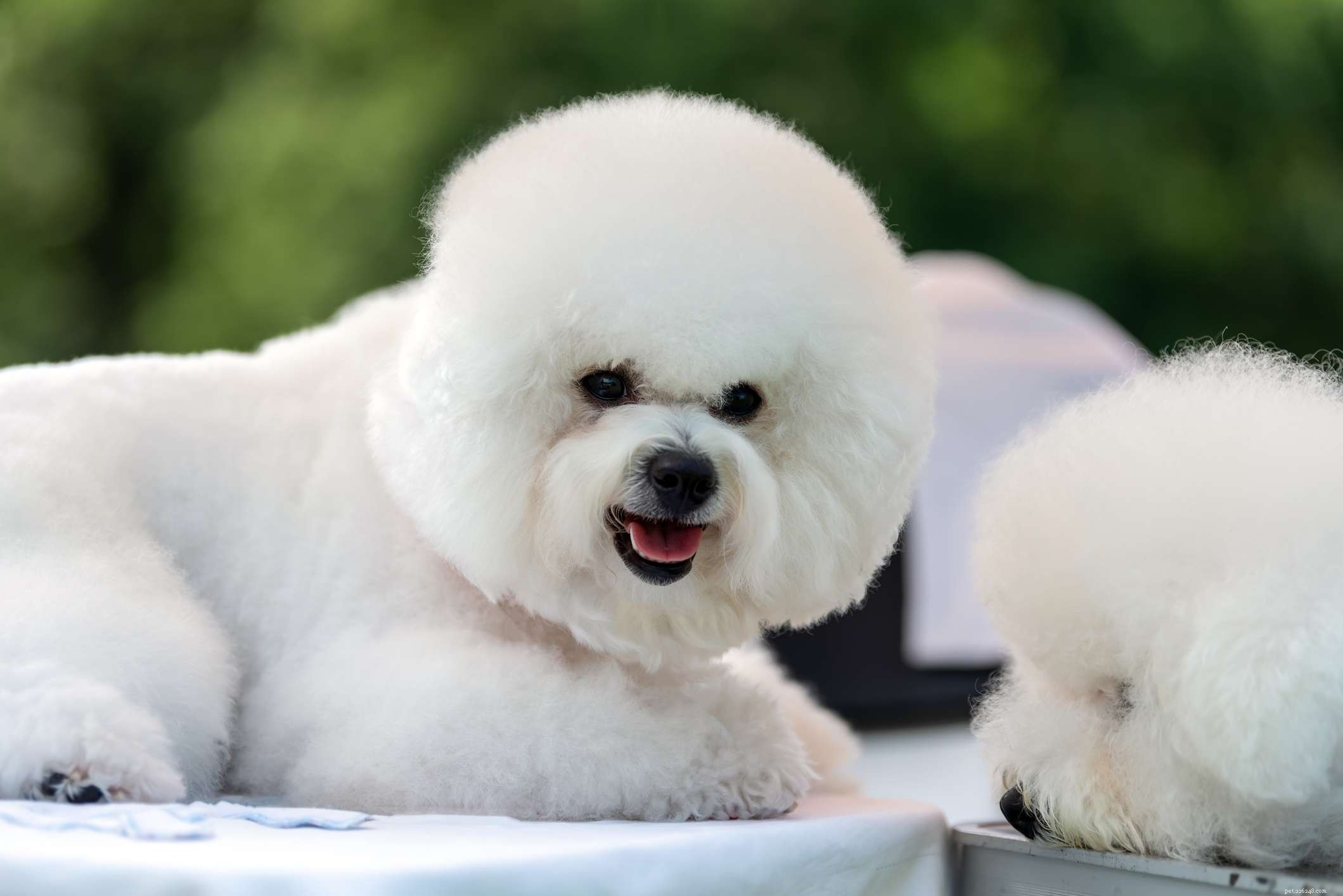 Top 11 Small Hypoallergenic Dog Breeds for Allergy‑Friendly Homes