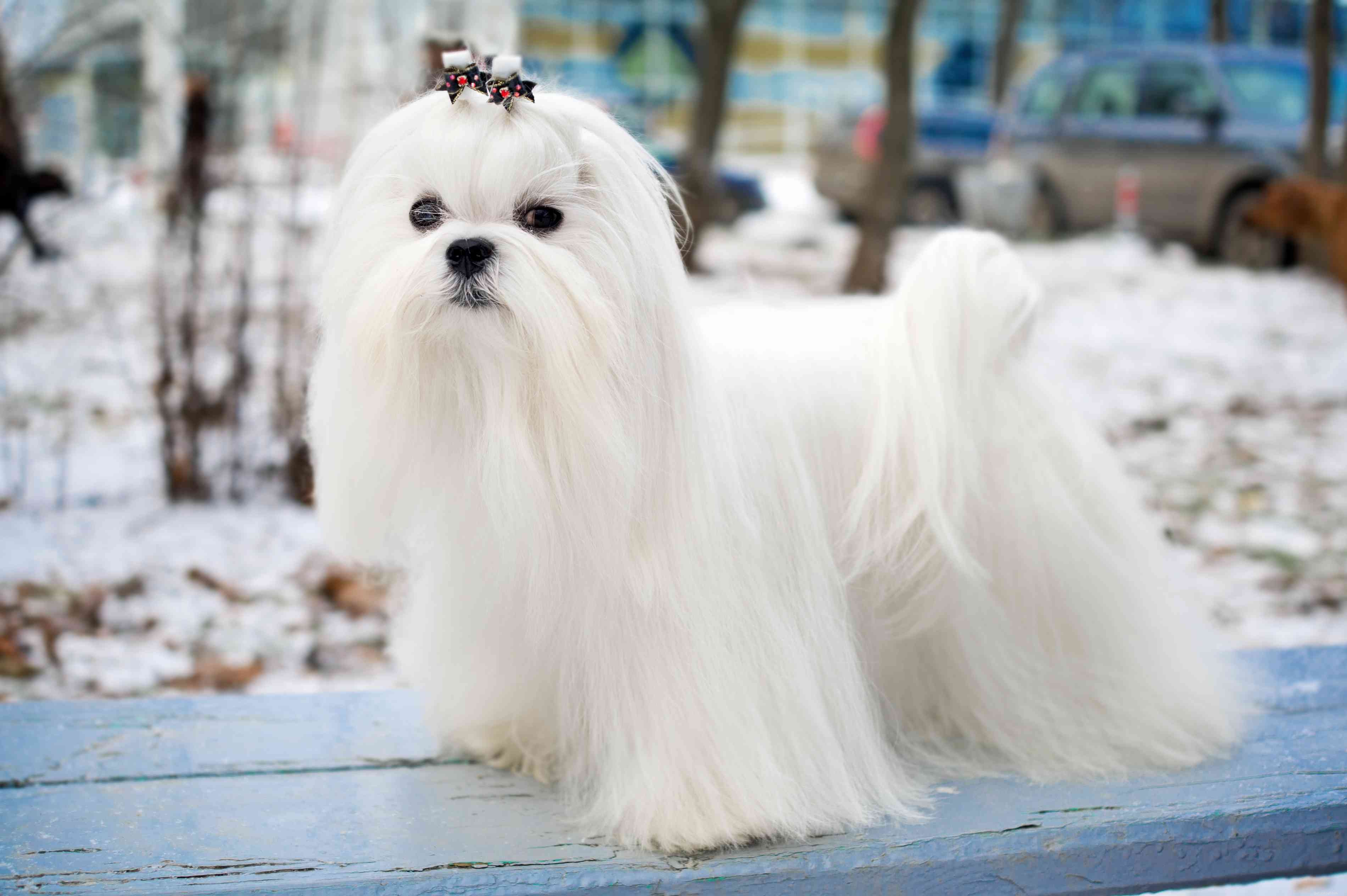 Top 11 Small Hypoallergenic Dog Breeds for Allergy‑Friendly Homes