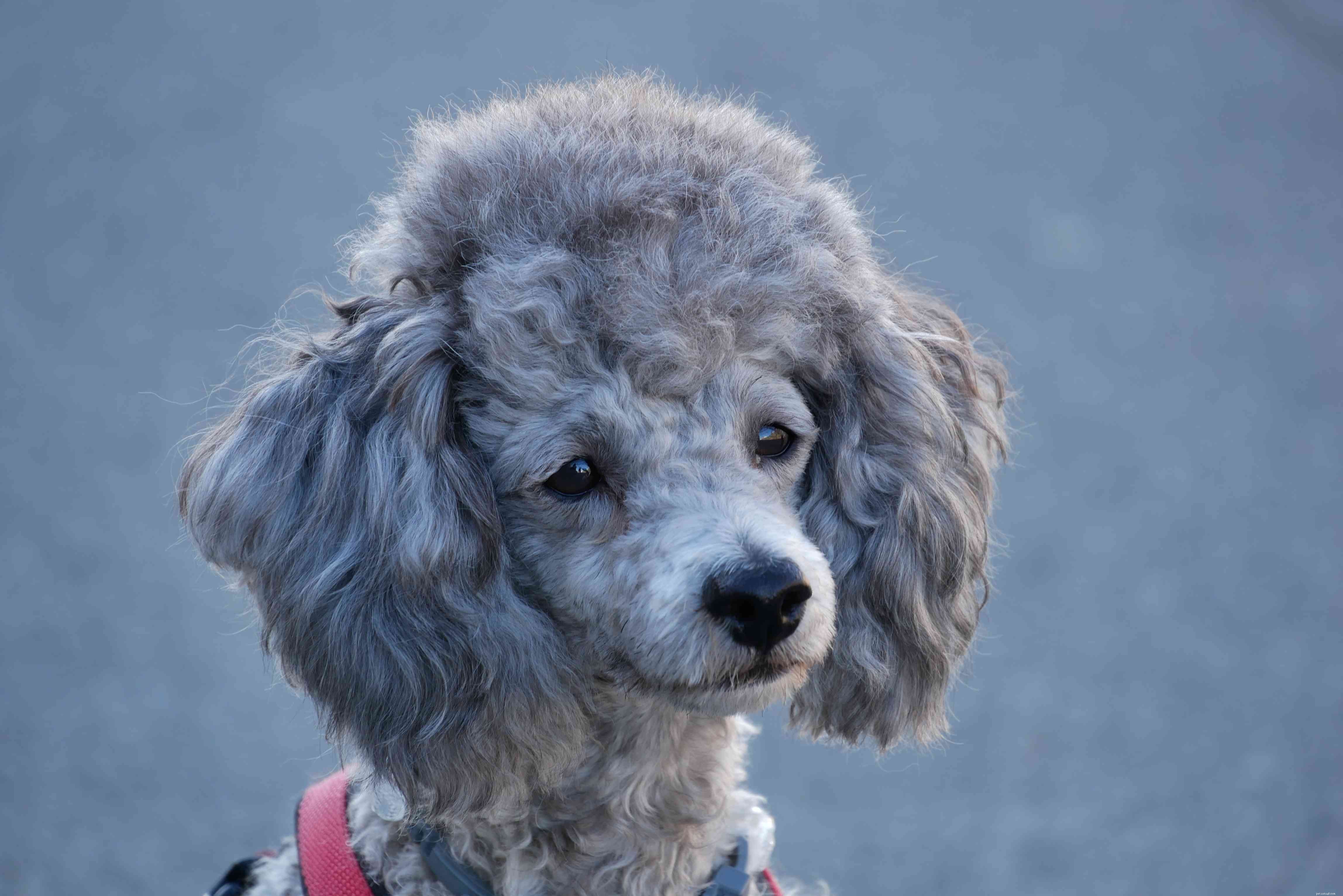 Top 11 Small Hypoallergenic Dog Breeds for Allergy‑Friendly Homes