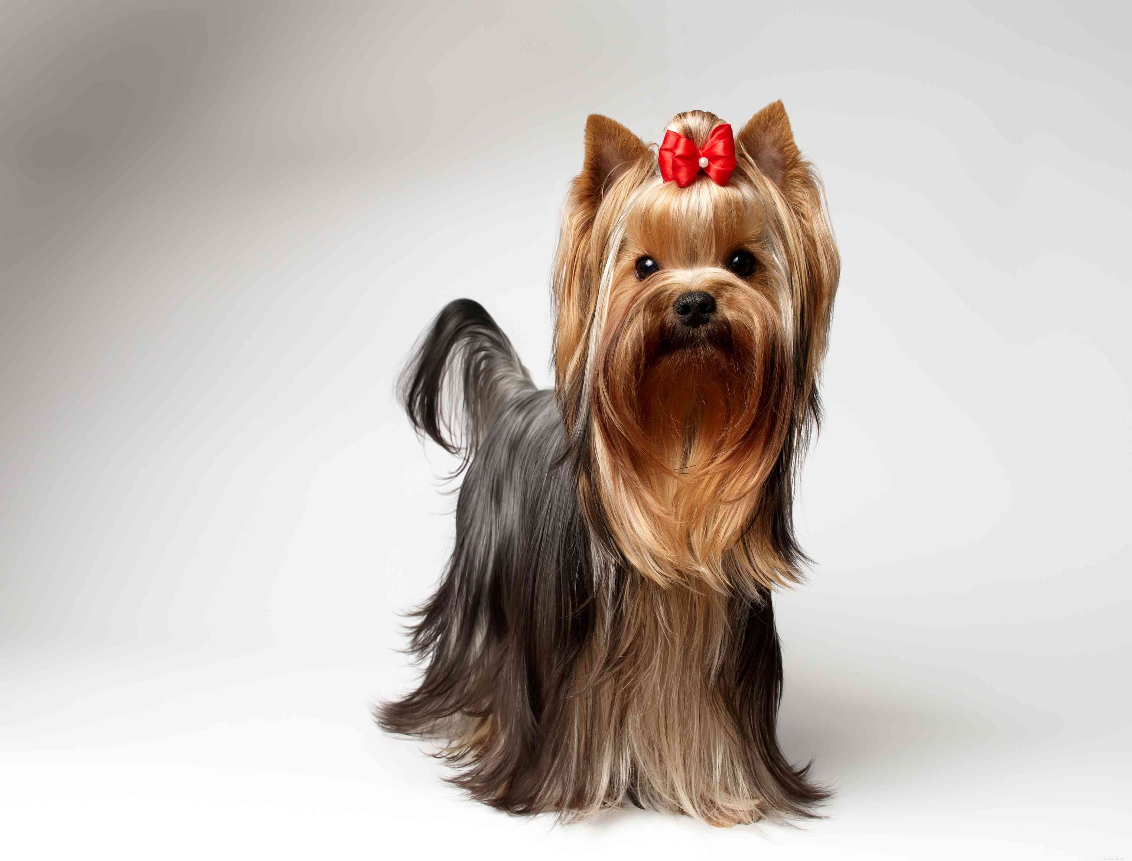 Top 11 Small Hypoallergenic Dog Breeds for Allergy‑Friendly Homes