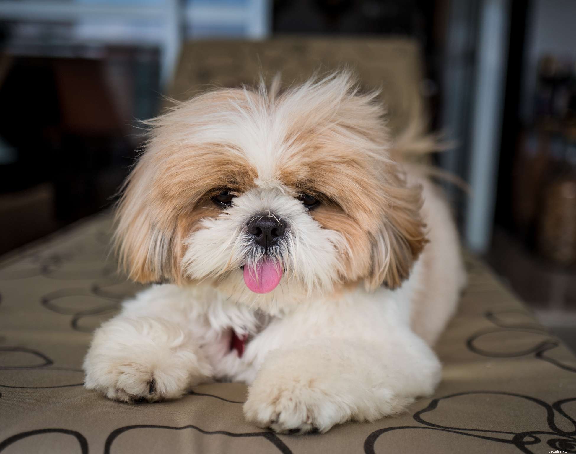 Top 11 Small Hypoallergenic Dog Breeds for Allergy‑Friendly Homes