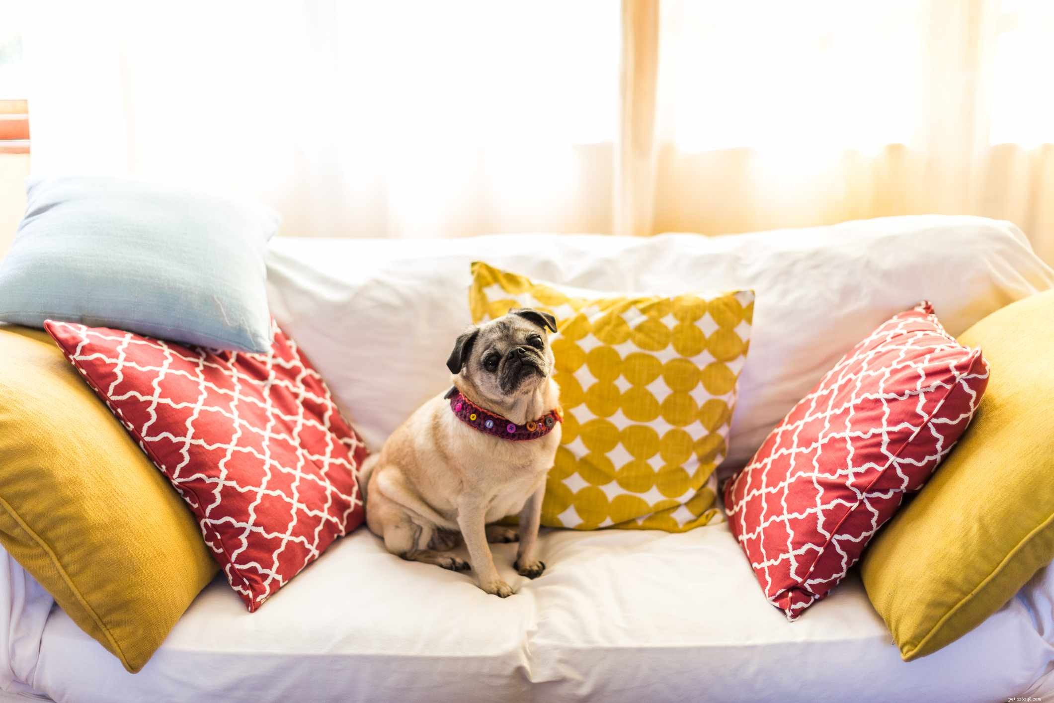 Top 12 Low‑Energy Small Dog Breeds for Easy Living