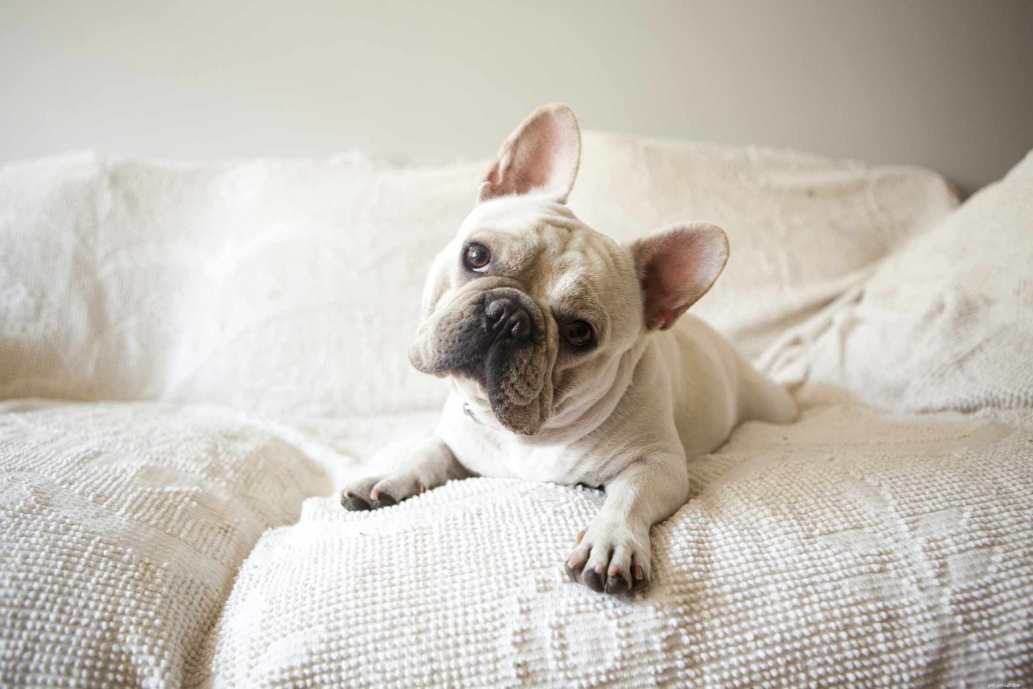 Top 12 Low‑Energy Small Dog Breeds for Easy Living