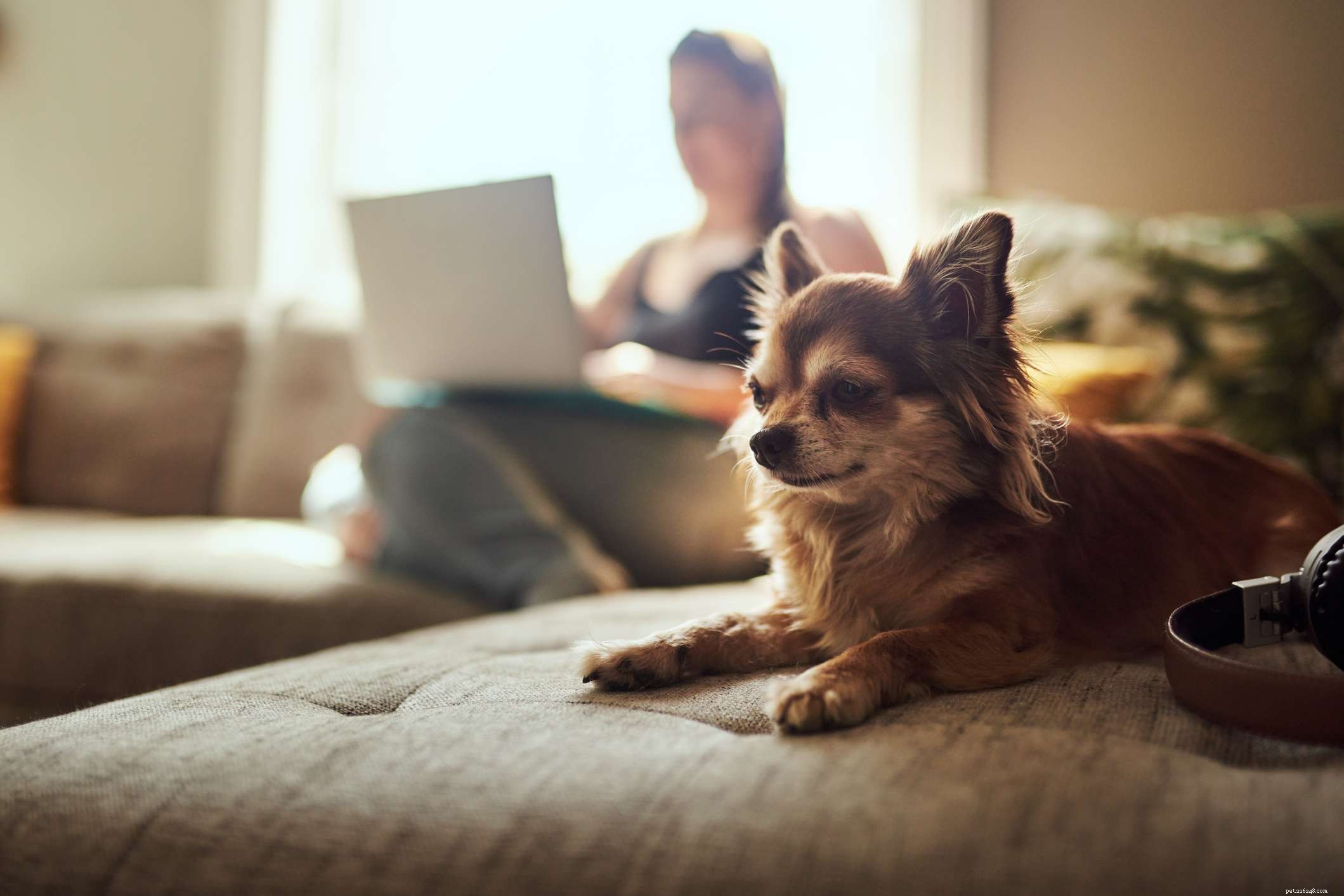 Top 12 Low‑Energy Small Dog Breeds for Easy Living