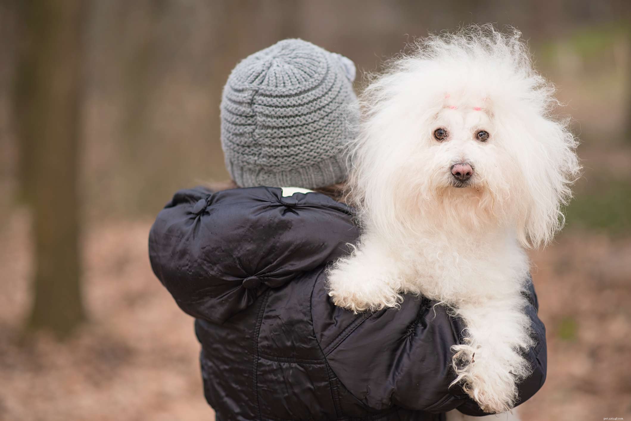Top 12 Low‑Energy Small Dog Breeds for Easy Living