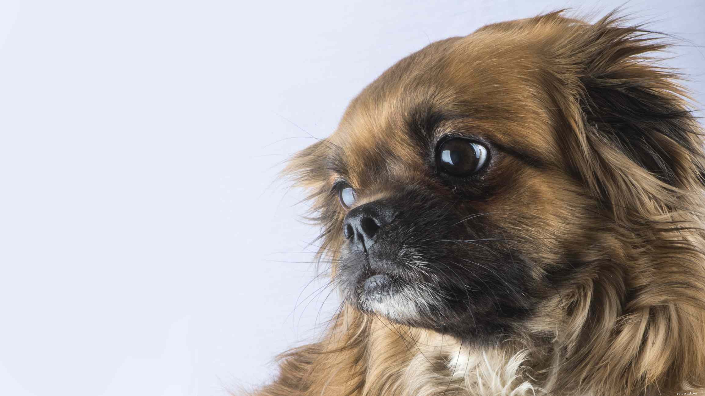Top 12 Low‑Energy Small Dog Breeds for Easy Living