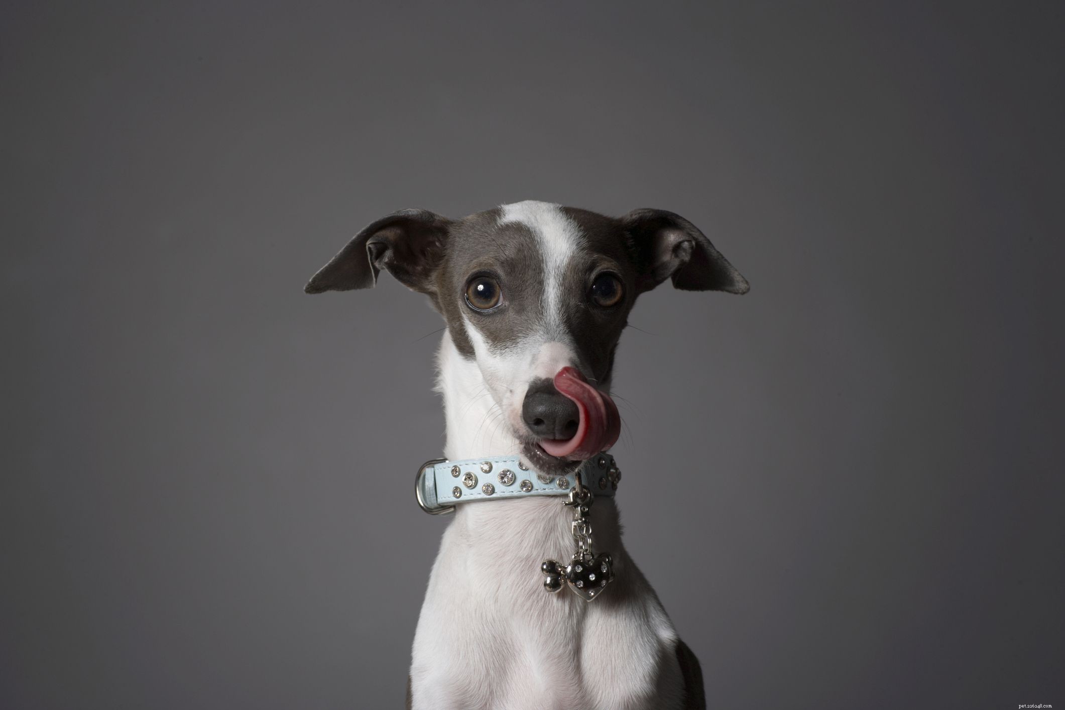 Top 12 Low‑Energy Small Dog Breeds for Easy Living