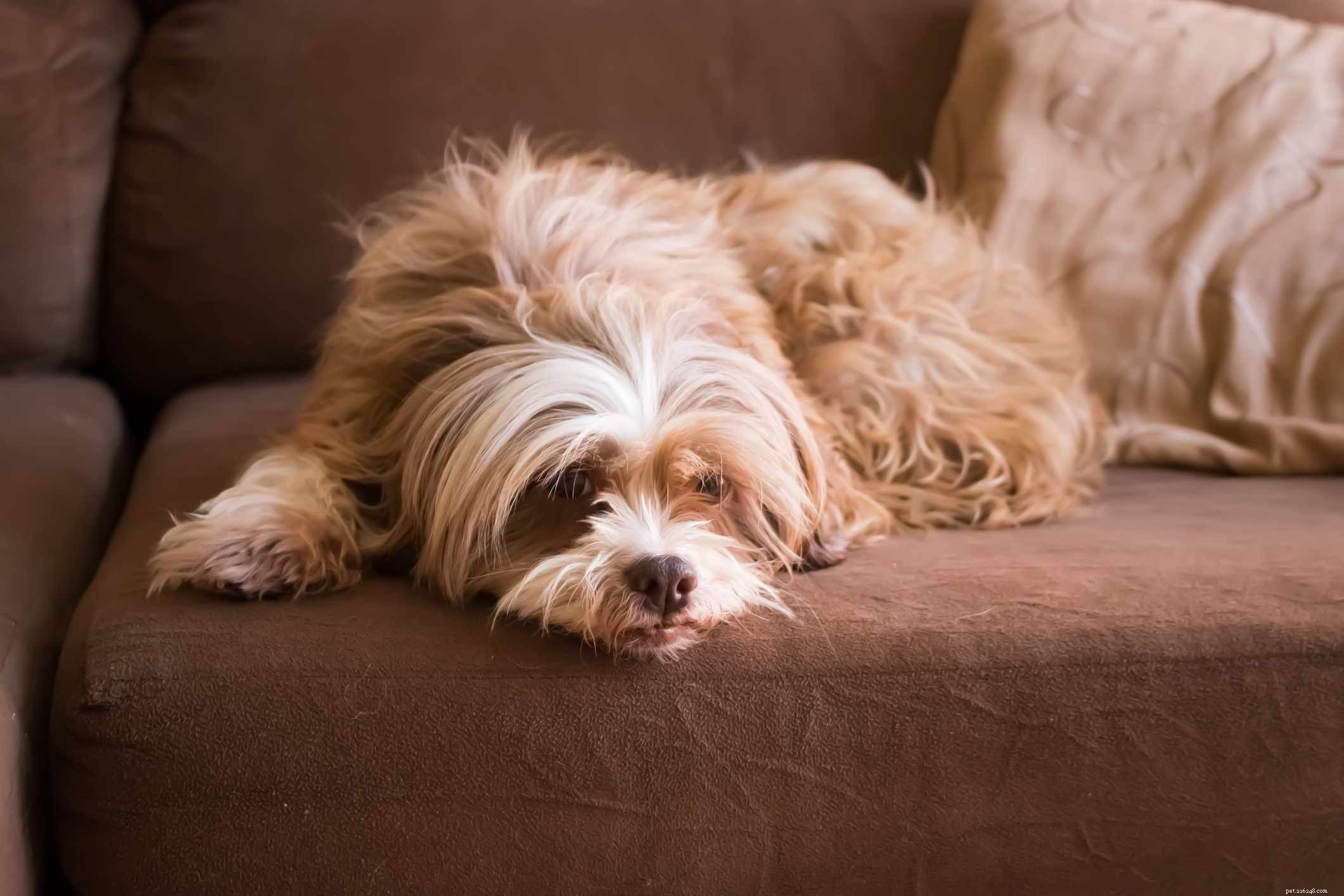 Top 12 Low‑Energy Small Dog Breeds for Easy Living