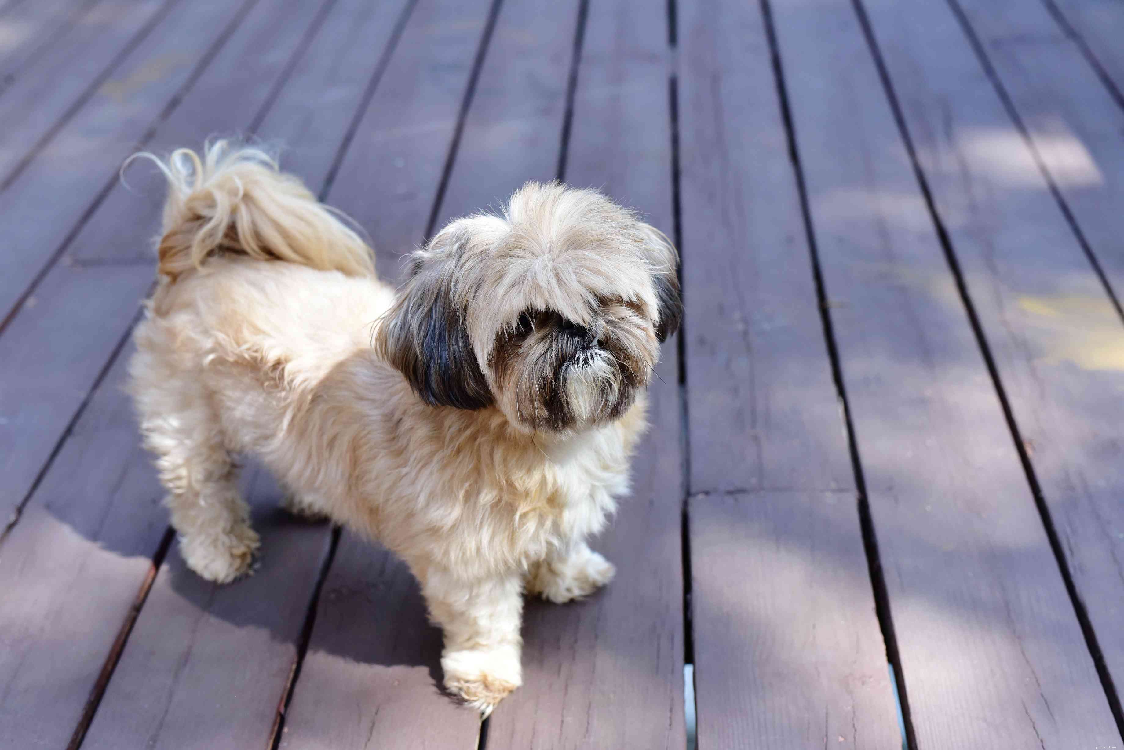 Top 12 Low‑Energy Small Dog Breeds for Easy Living
