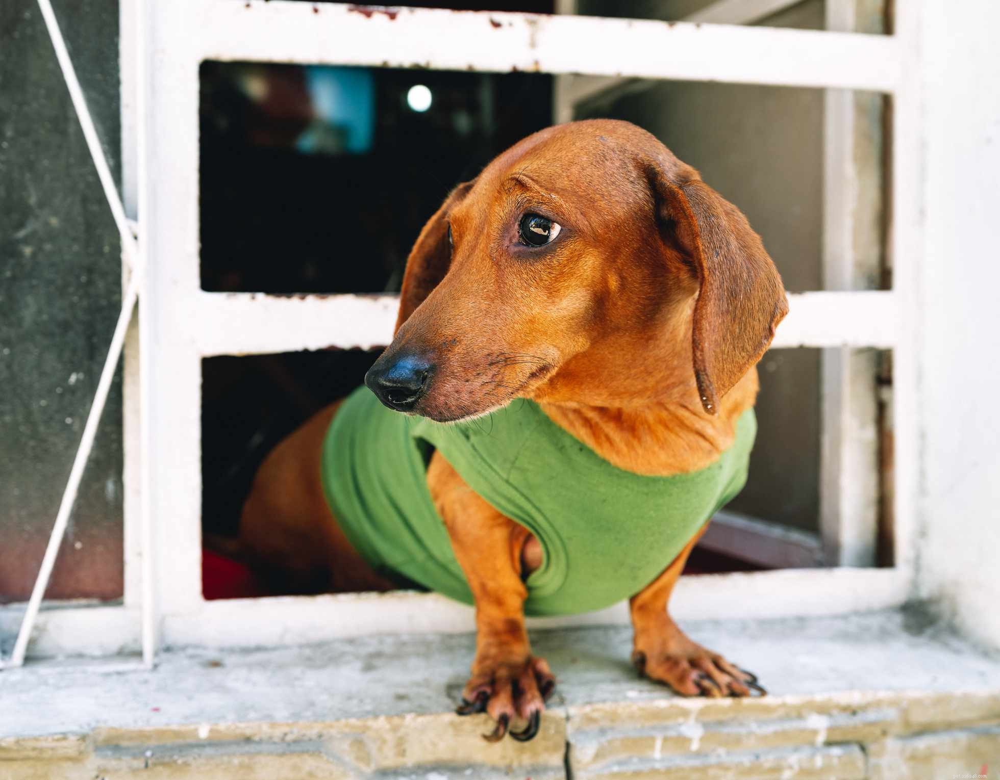 Top 12 Low‑Energy Small Dog Breeds for Easy Living