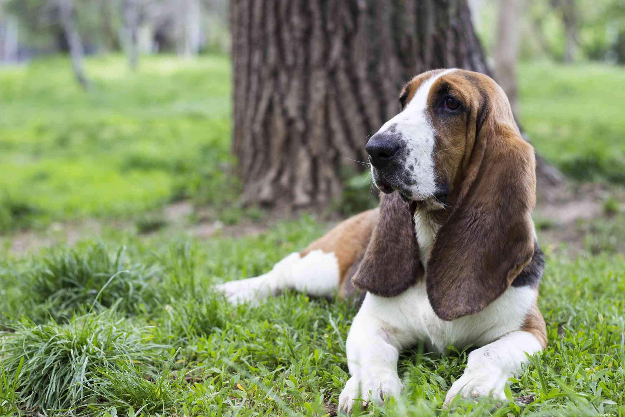 Top 12 Low‑Energy Small Dog Breeds for Easy Living